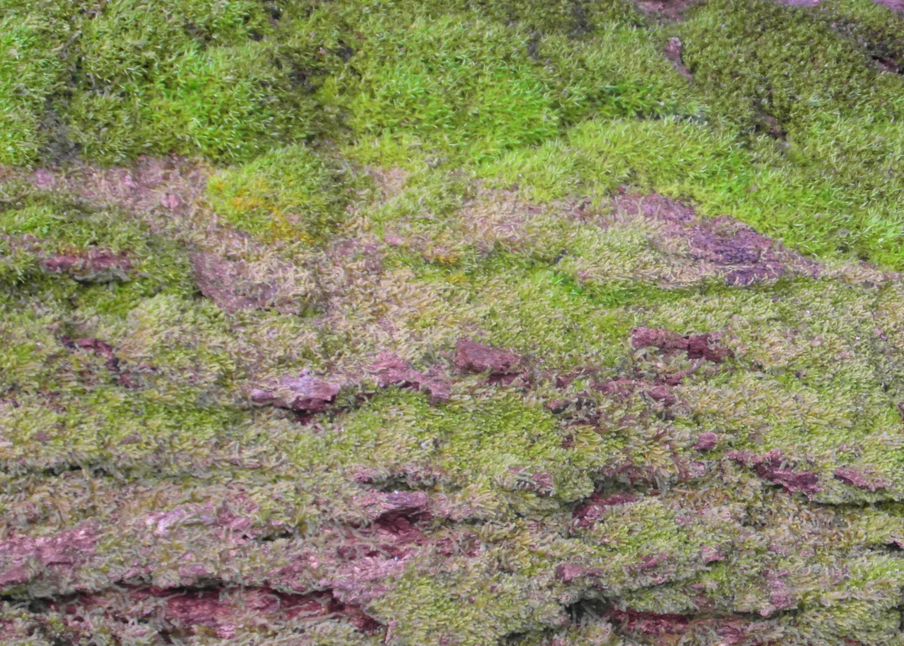 Mossy bark background photo