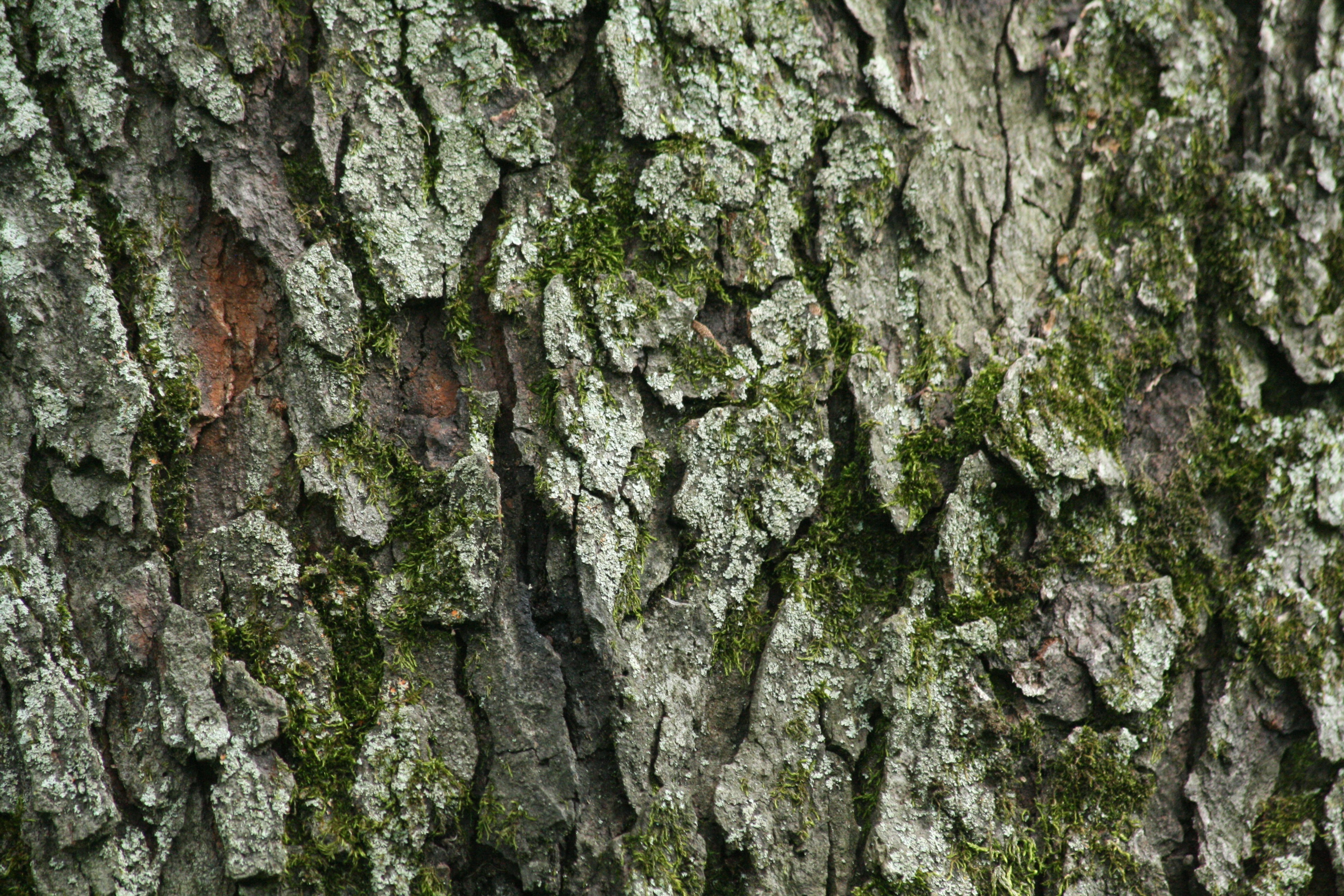 Mossy Bark Textures | Texturemate.com