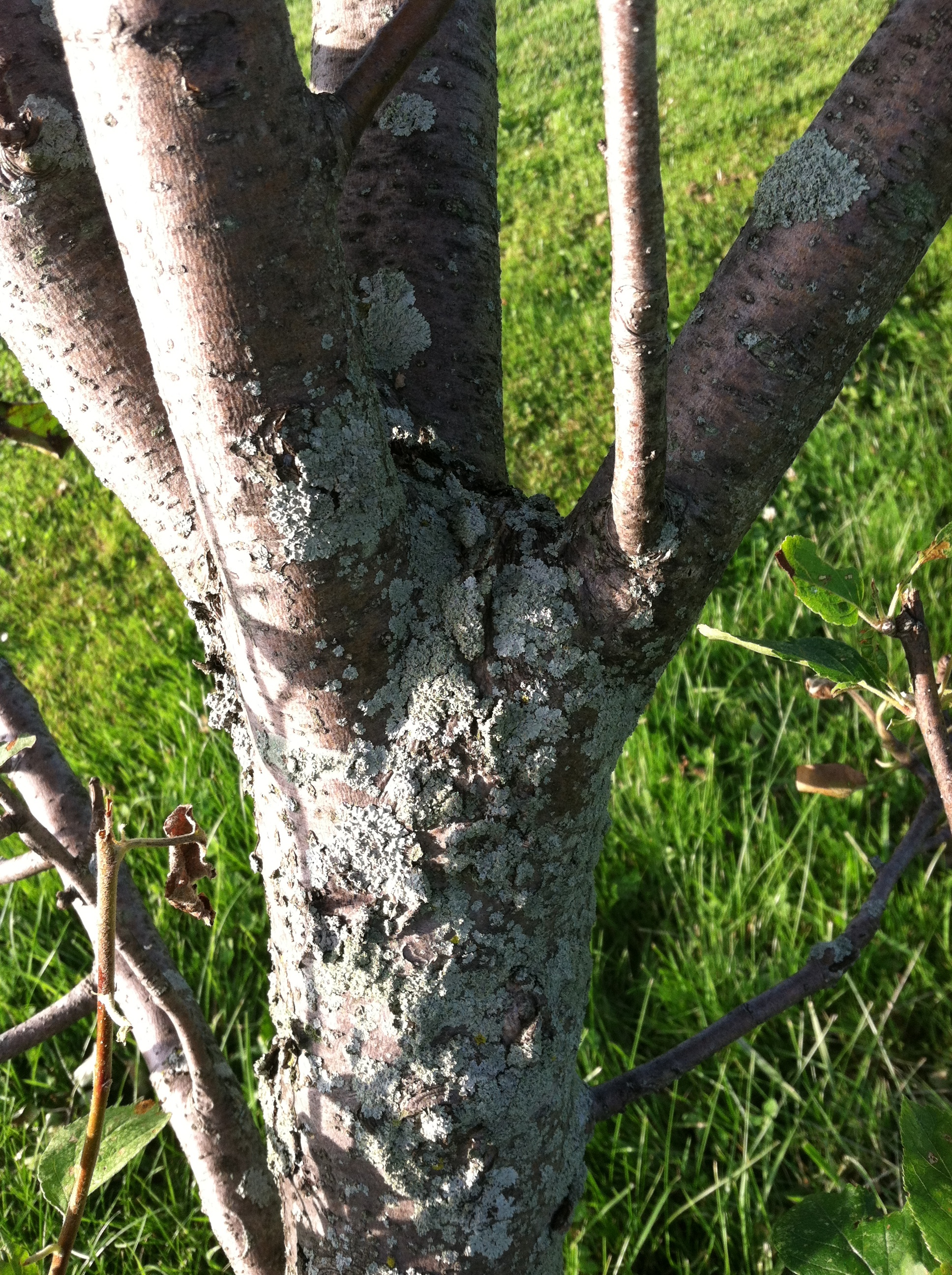 What can I do about this mold on my trees and shrubs? - Ask an Expert