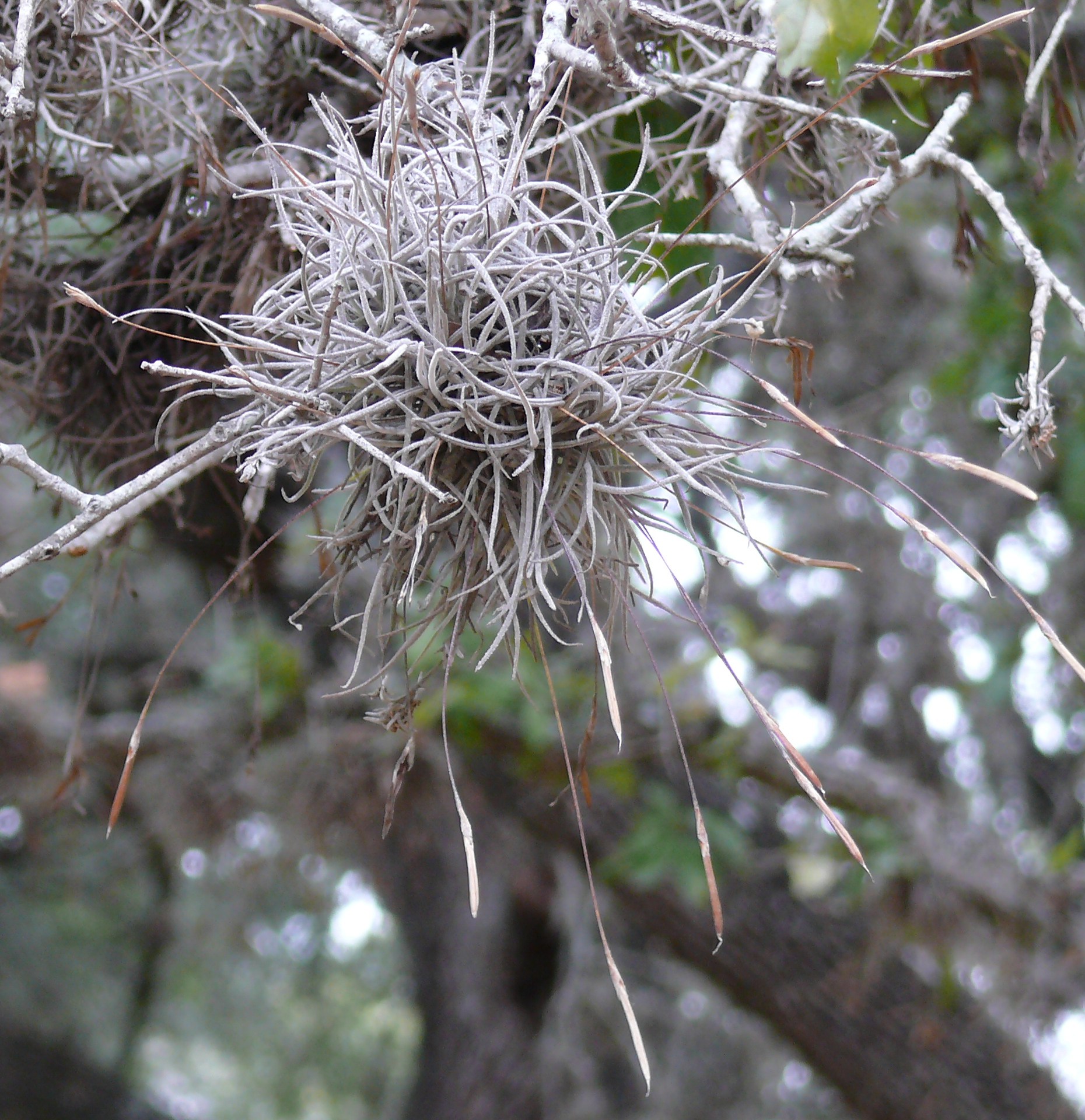 Ball moss - good or bad? | Native Plant Society of Texas