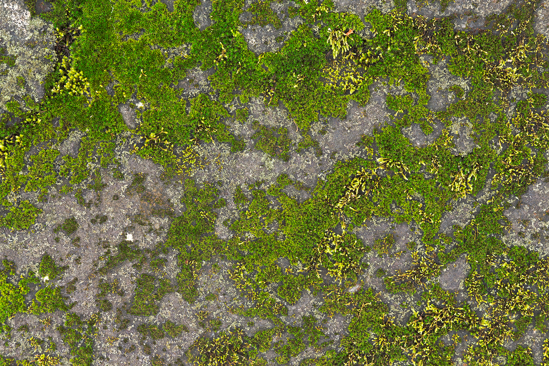 Mossy stone - hdr texture photo