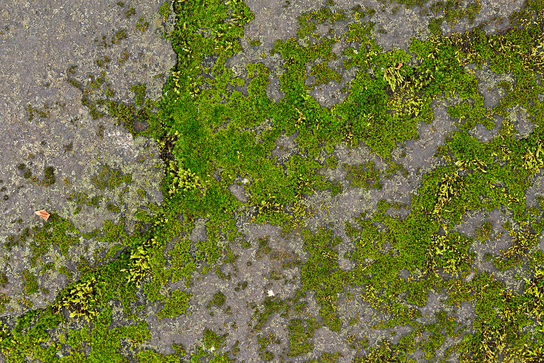 Mossy stone - hdr texture photo