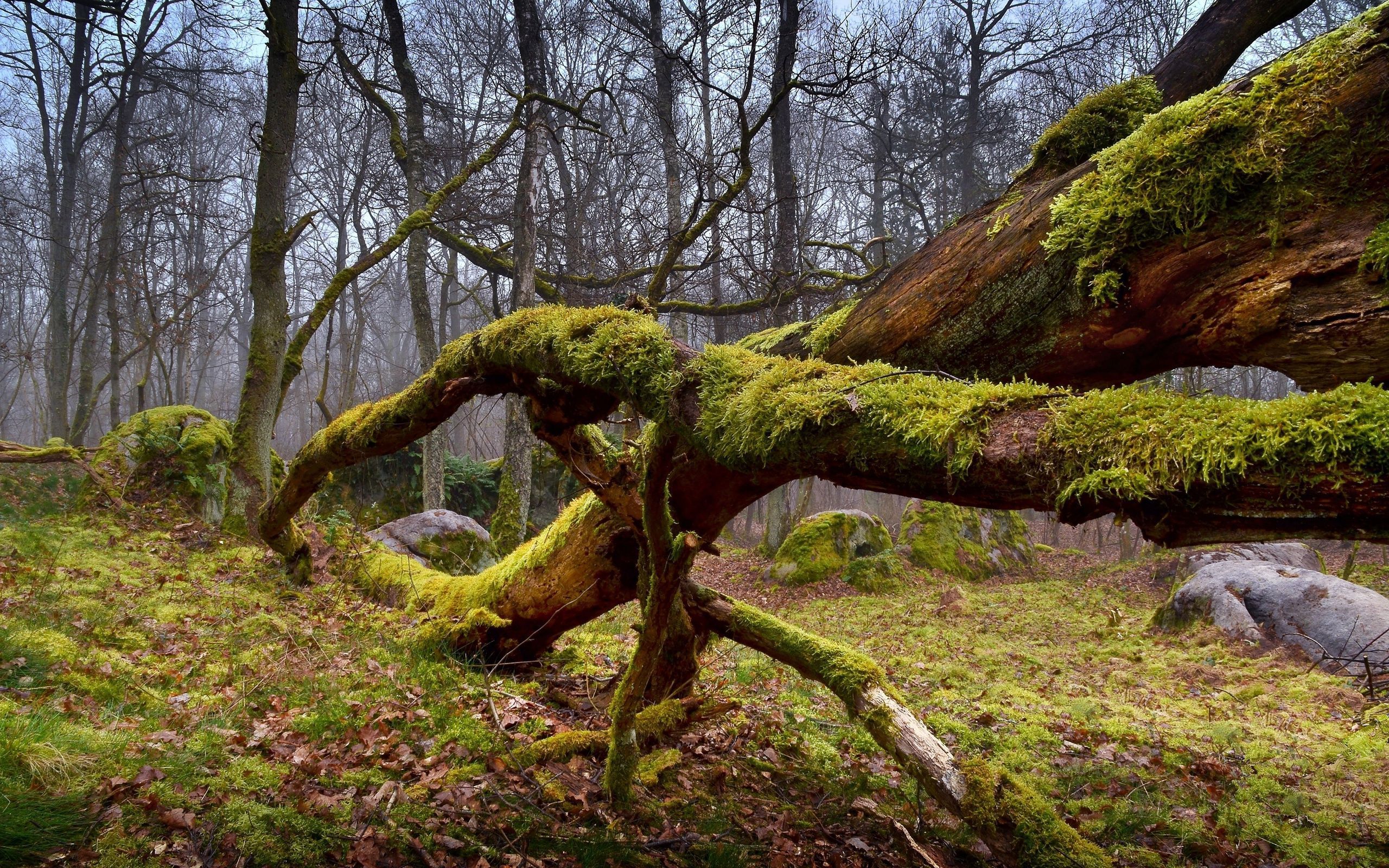 Mossy tree logs wallpaper - Nature wallpapers - #46695