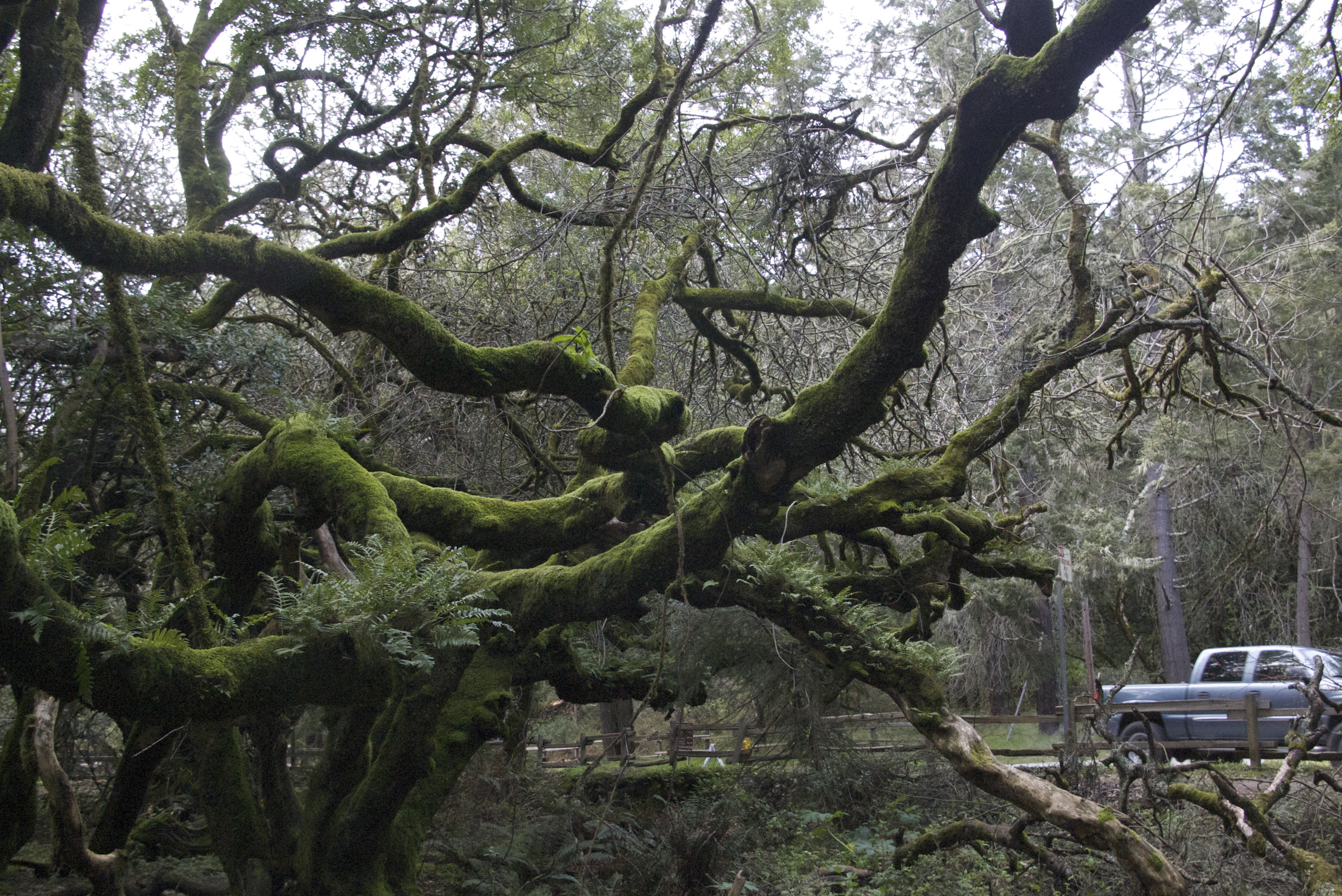 Mossy Trees, Muir Woods, Marin, California | I Heart Moss