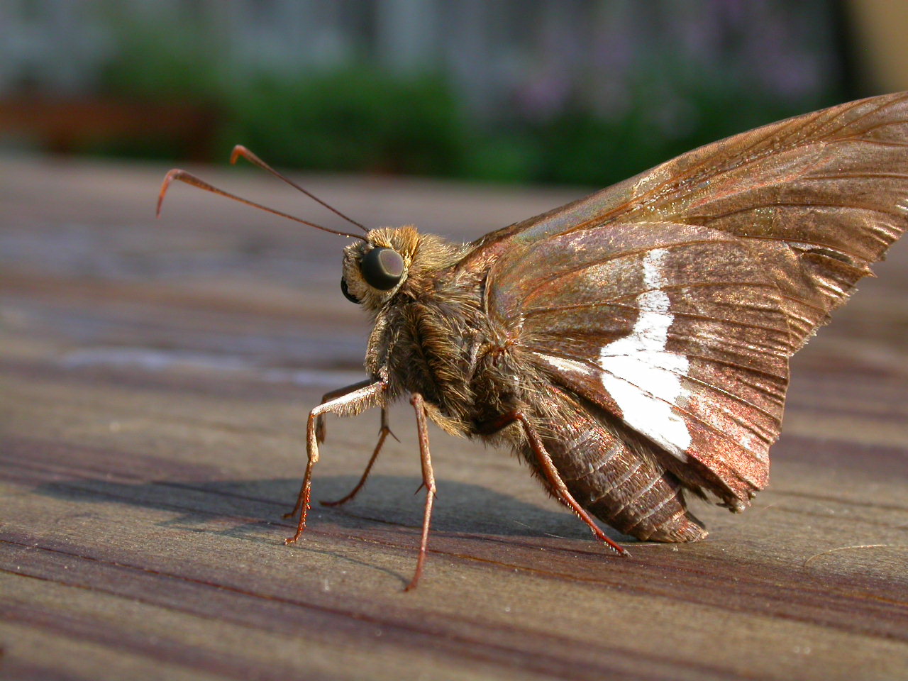 Moth photo