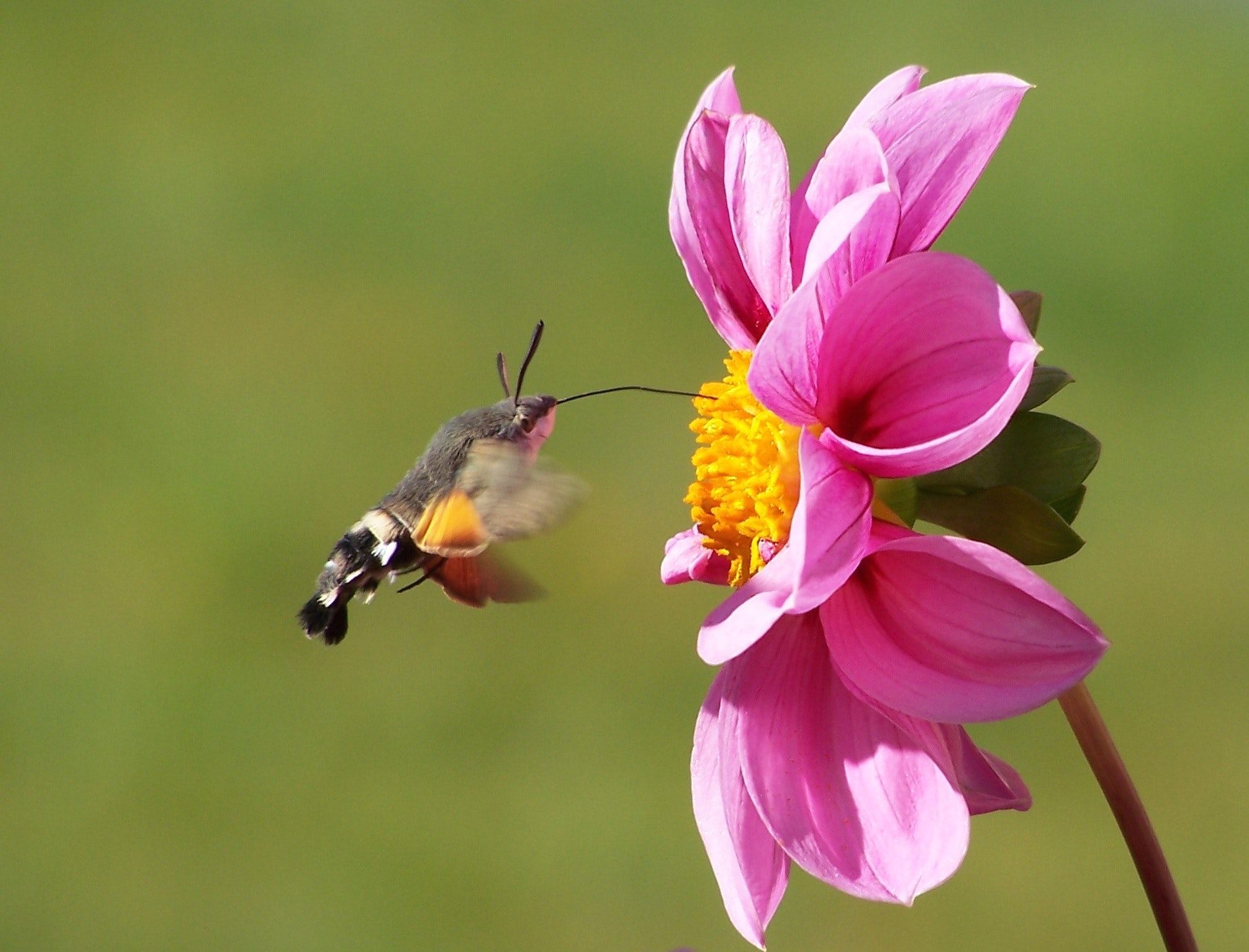 Moth hovering by a pink zinnia photo