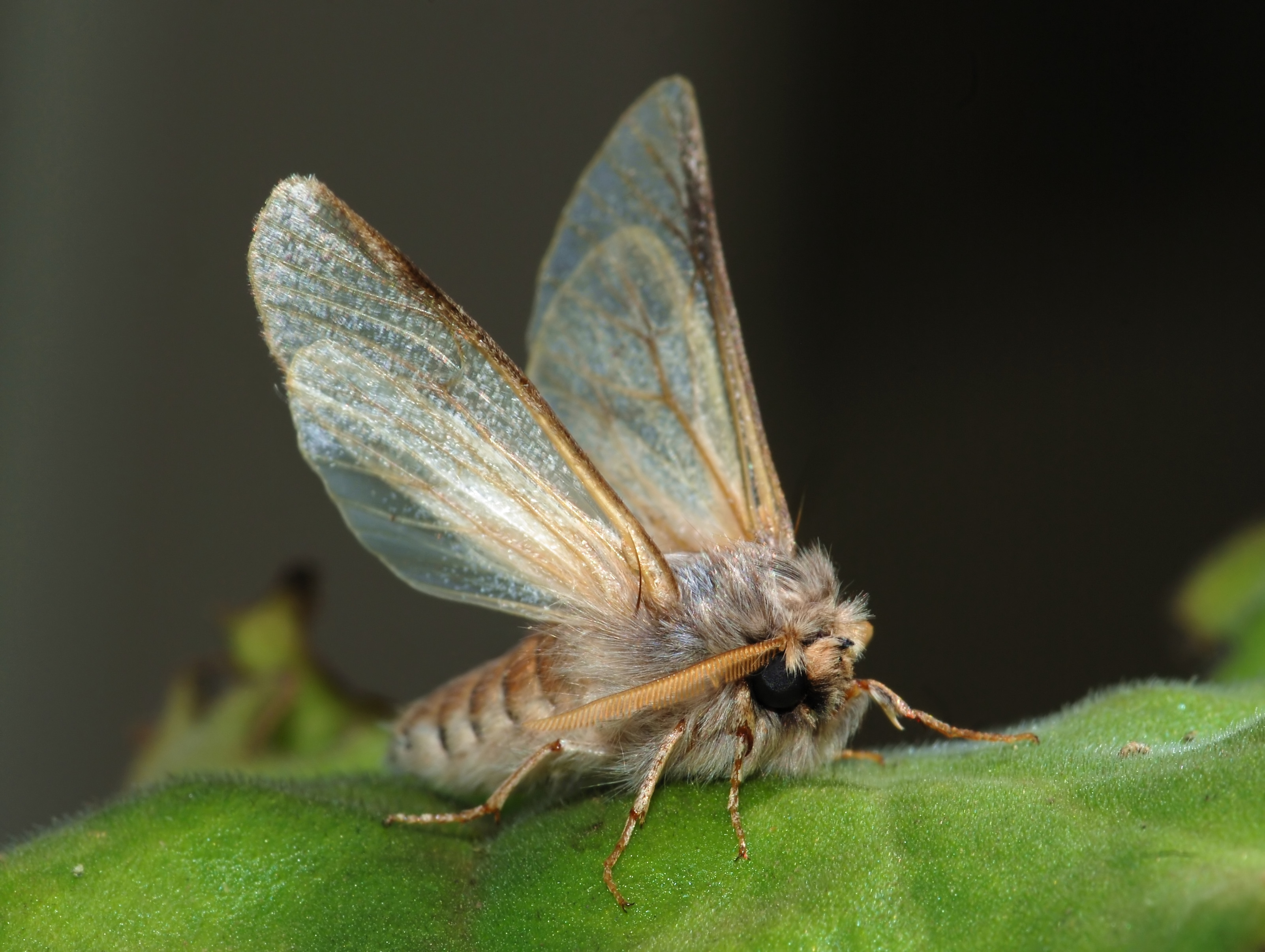 Moth - Wikipedia