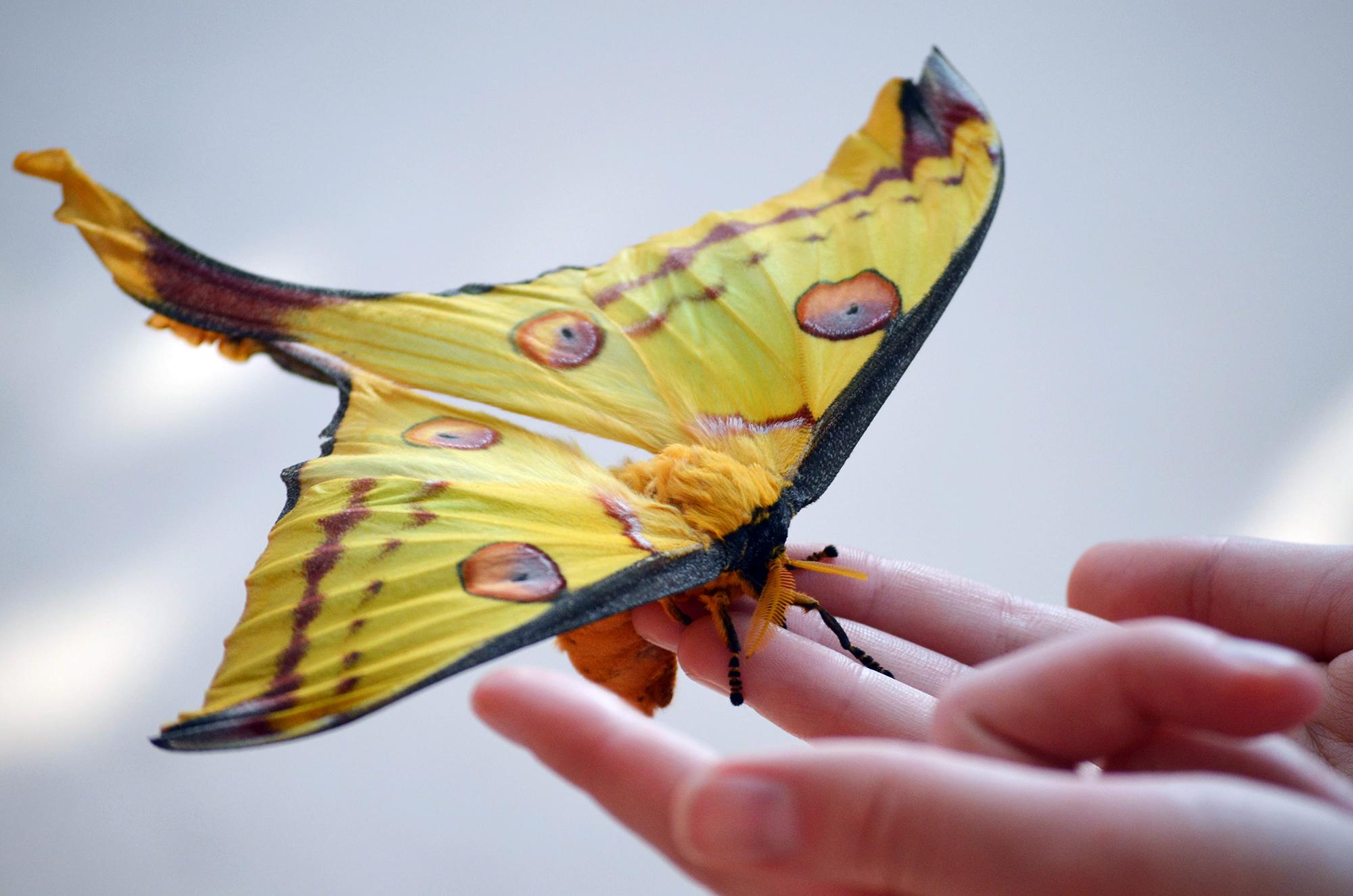 Rare Comet Moth Emerges From Cocoon at Notebaert Nature Museum ...