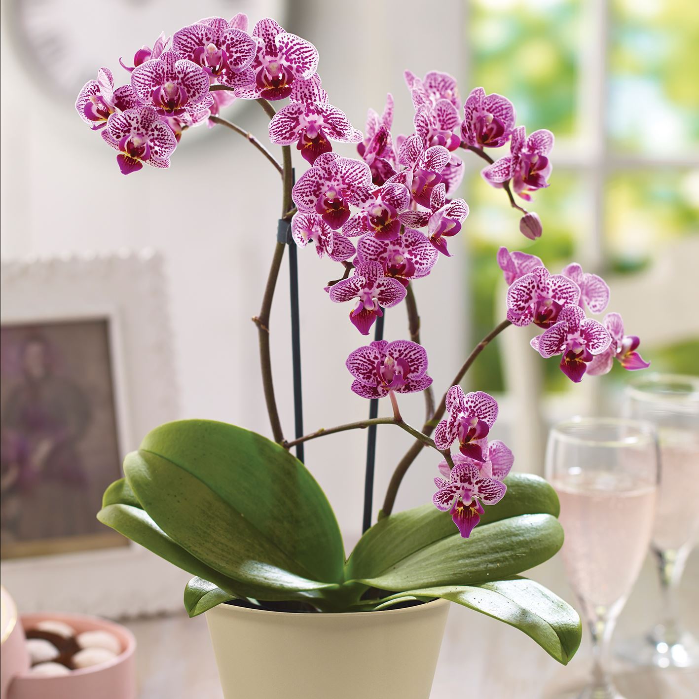 Moth orchid photo