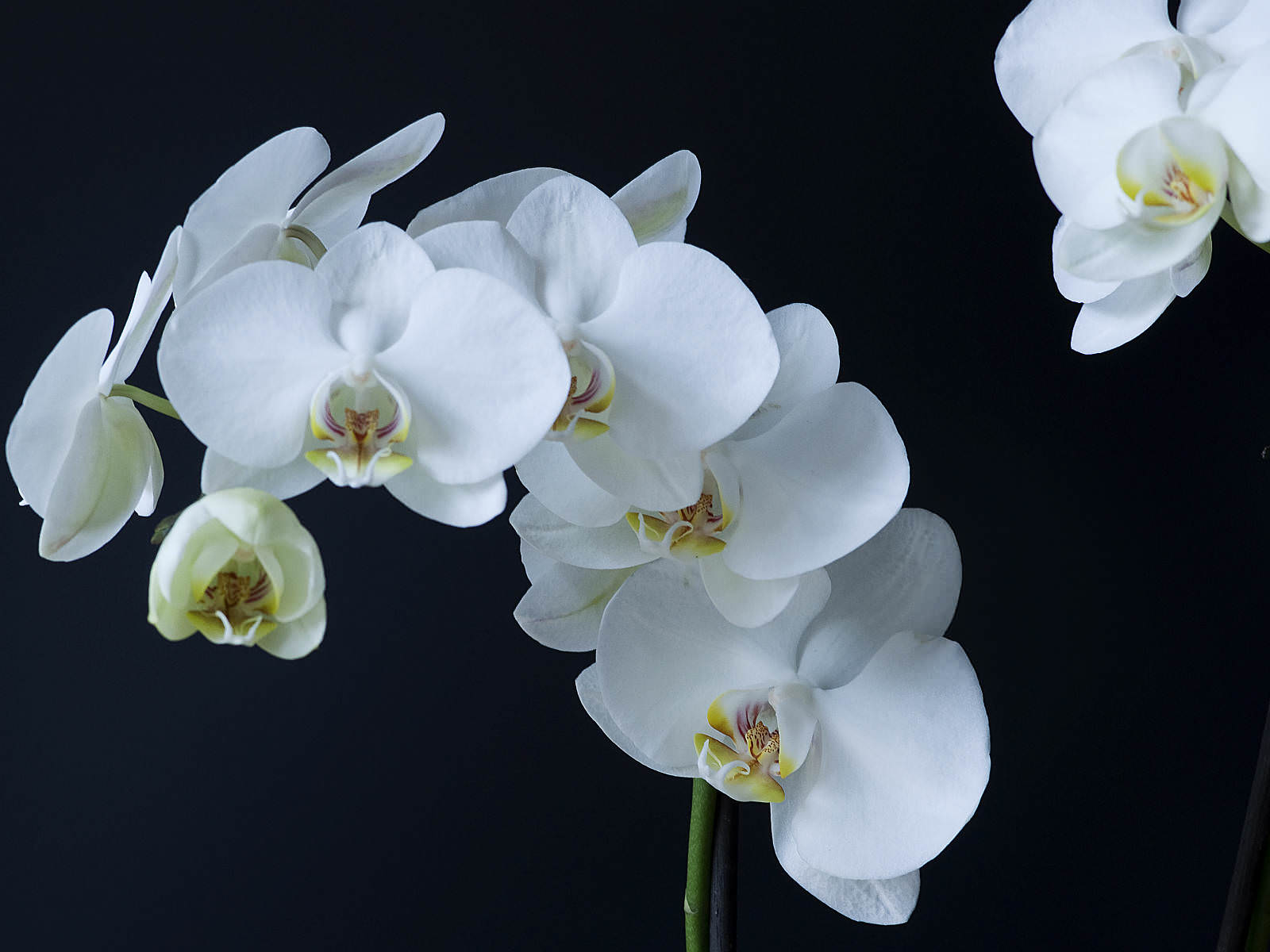 Phalaenopsis amabilis - Moth Orchid | World of Flowering Plants
