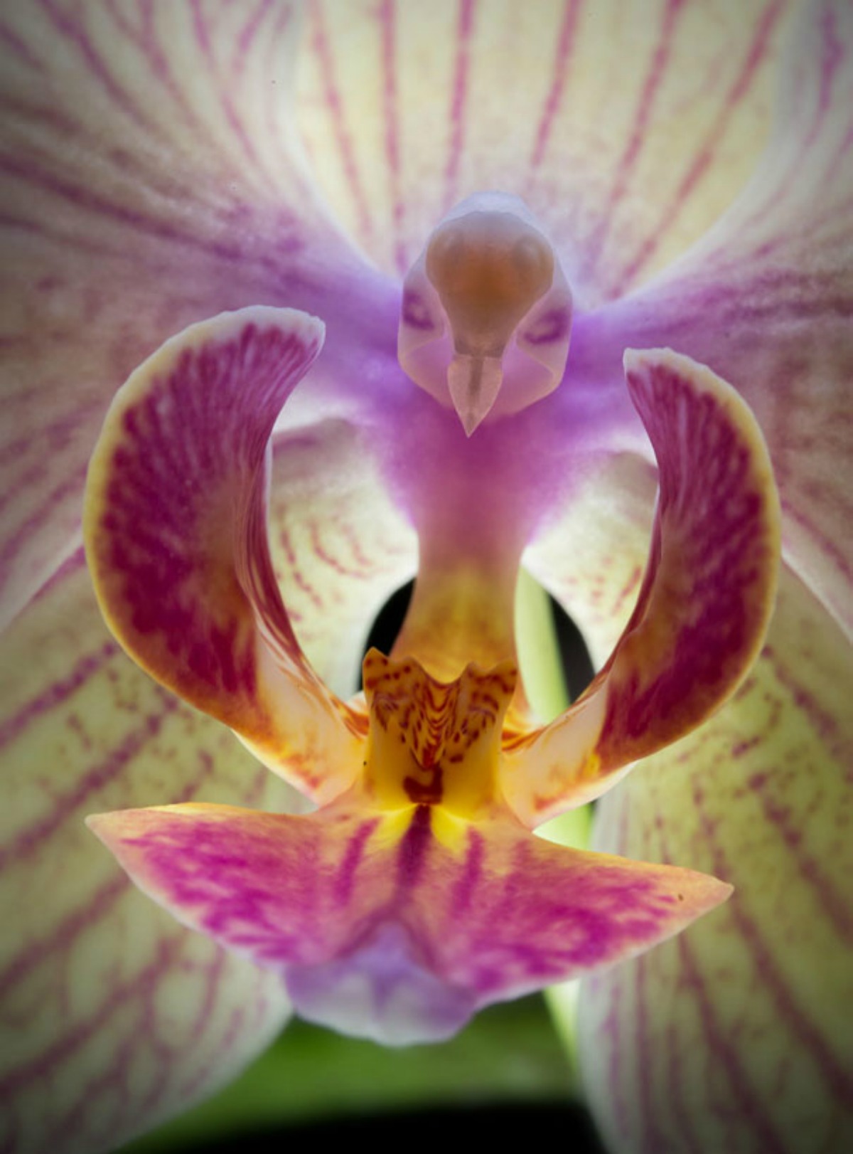Phalaenopsis - The 