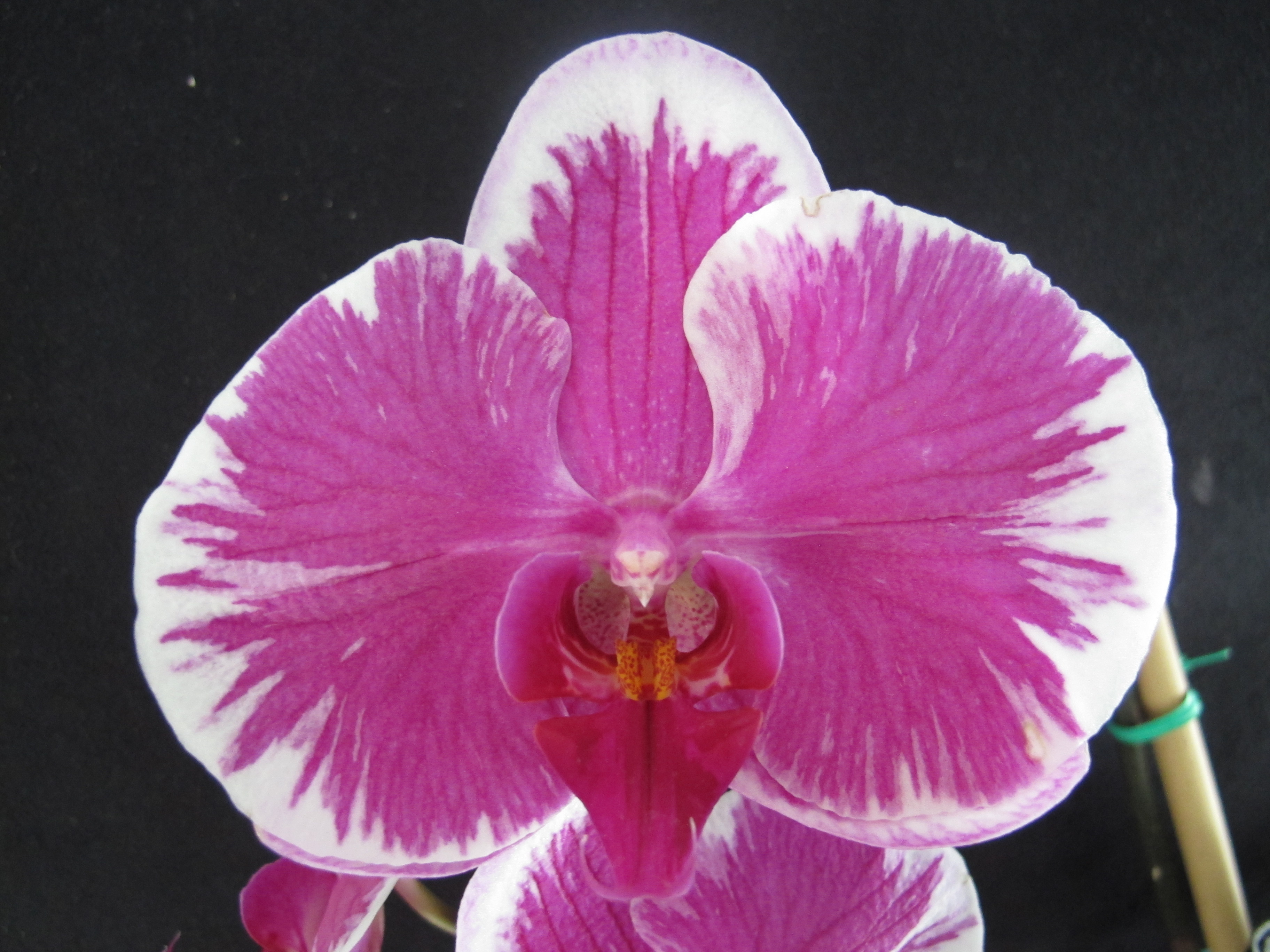 Phalaenopsis Care - Home
