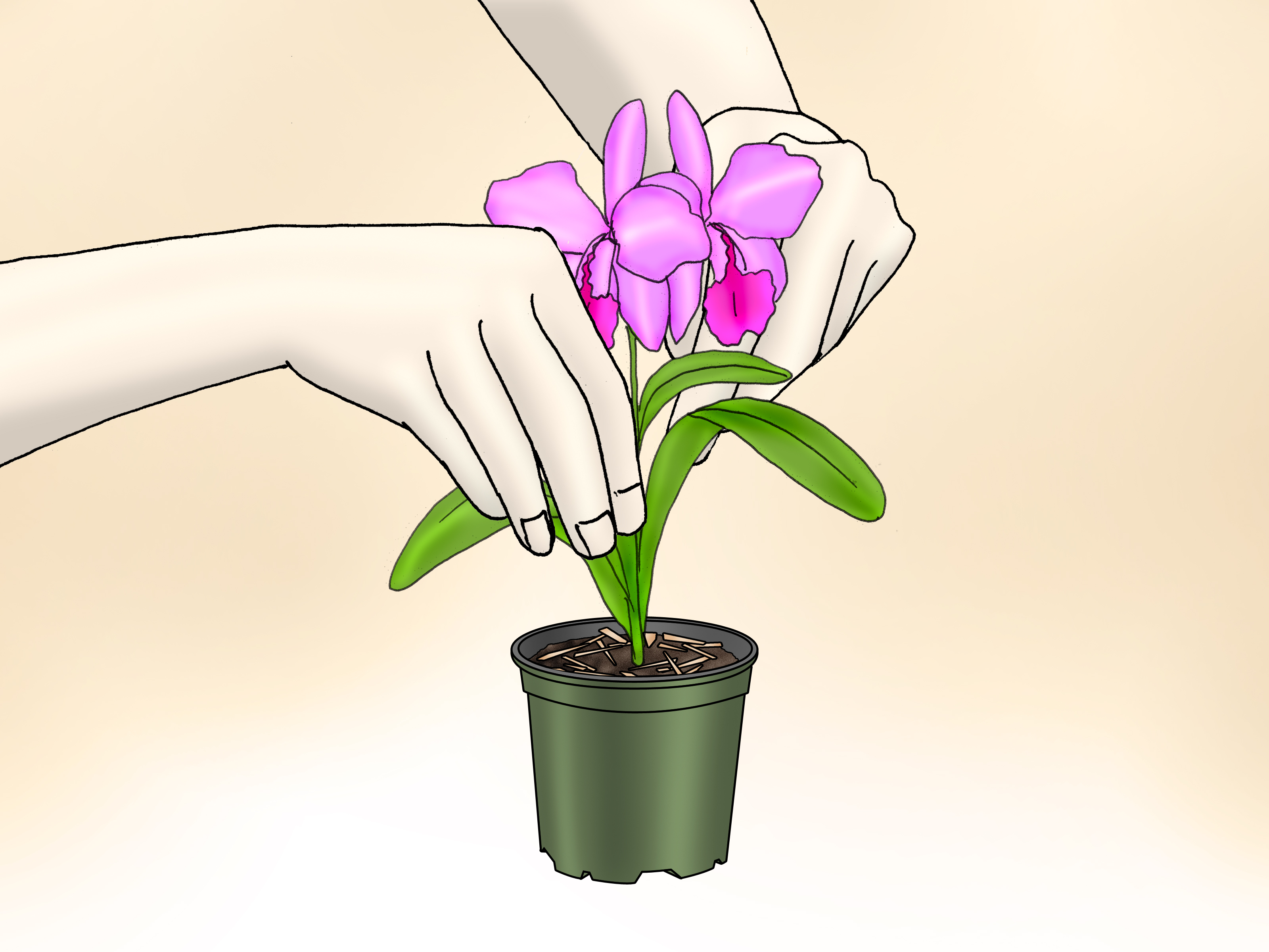 How to Care for Phalenopsis Orchids (Moth Orchids): 7 Steps