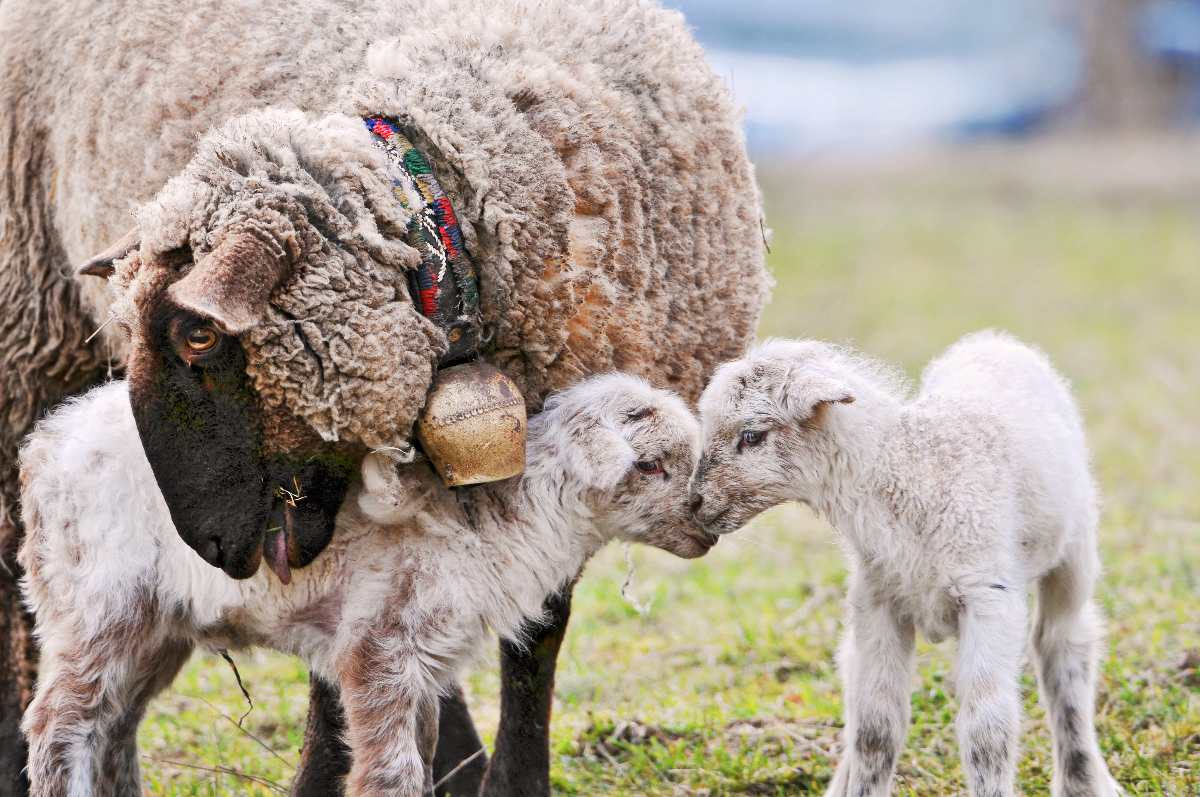 Baby Lambs with Mother -