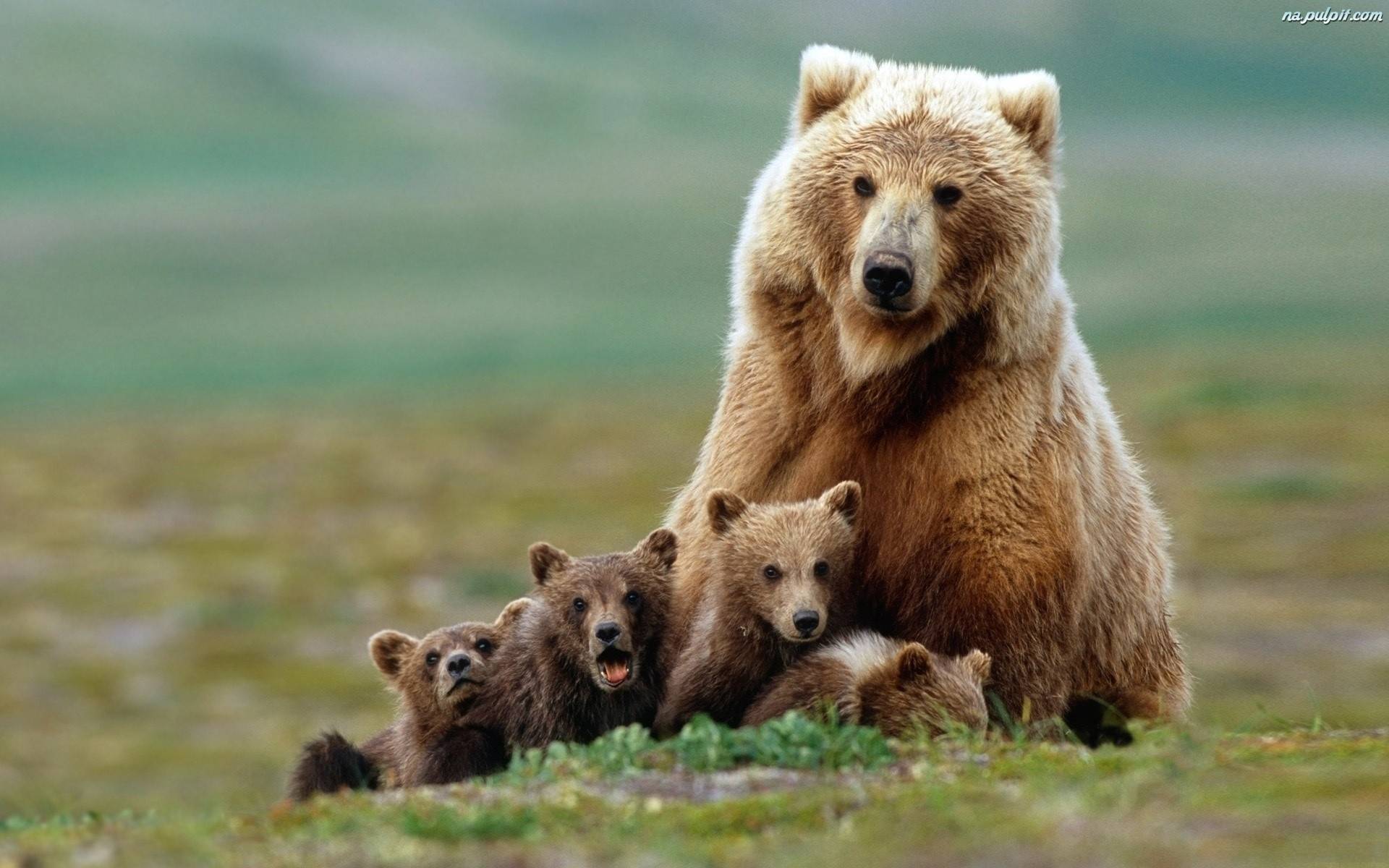 Mother Bear and Cub Wallpaper | bmw wallpaper