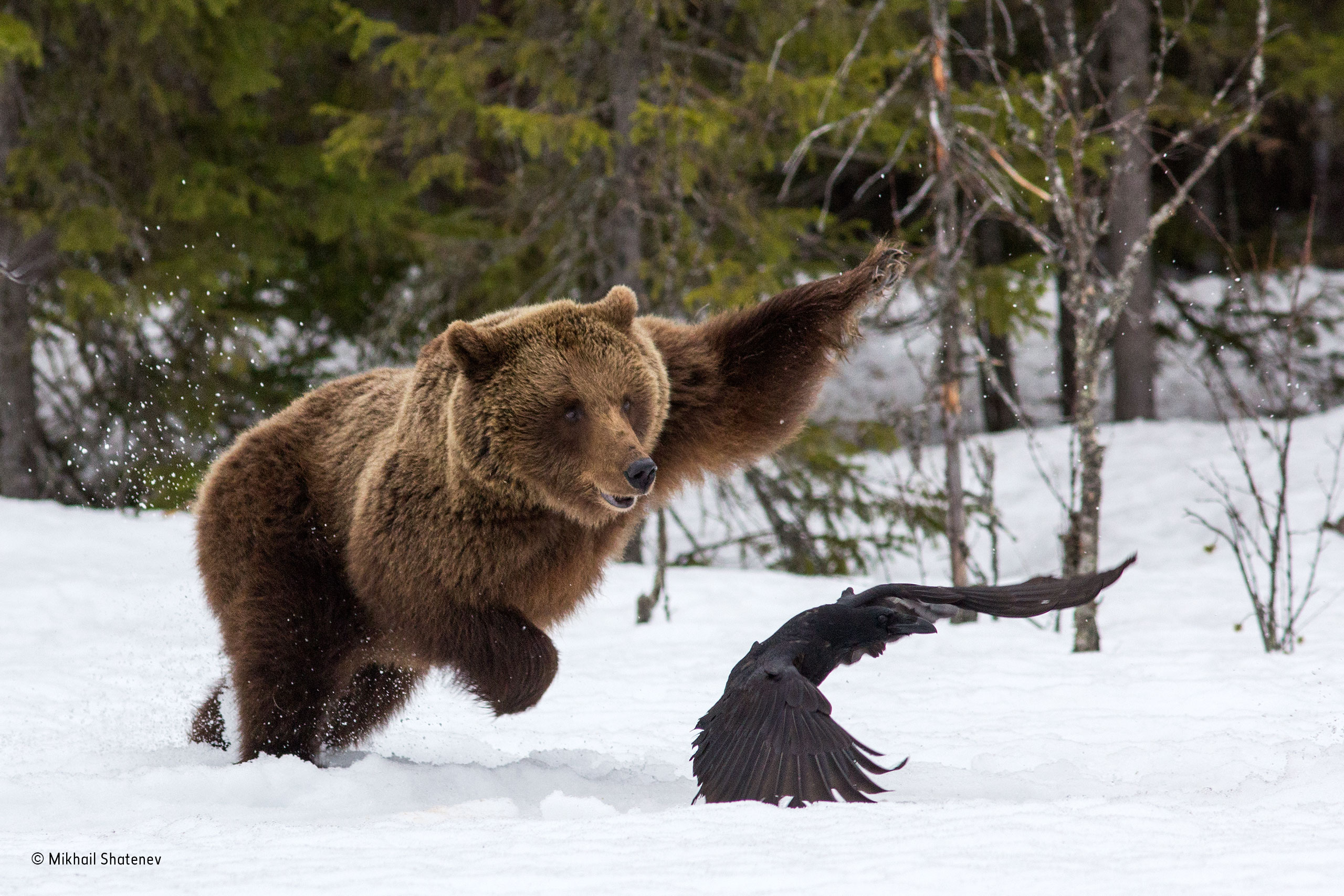 Beware a mother bear | Mikhail Shatenev | 15–17 Years Old | Wildlife ...