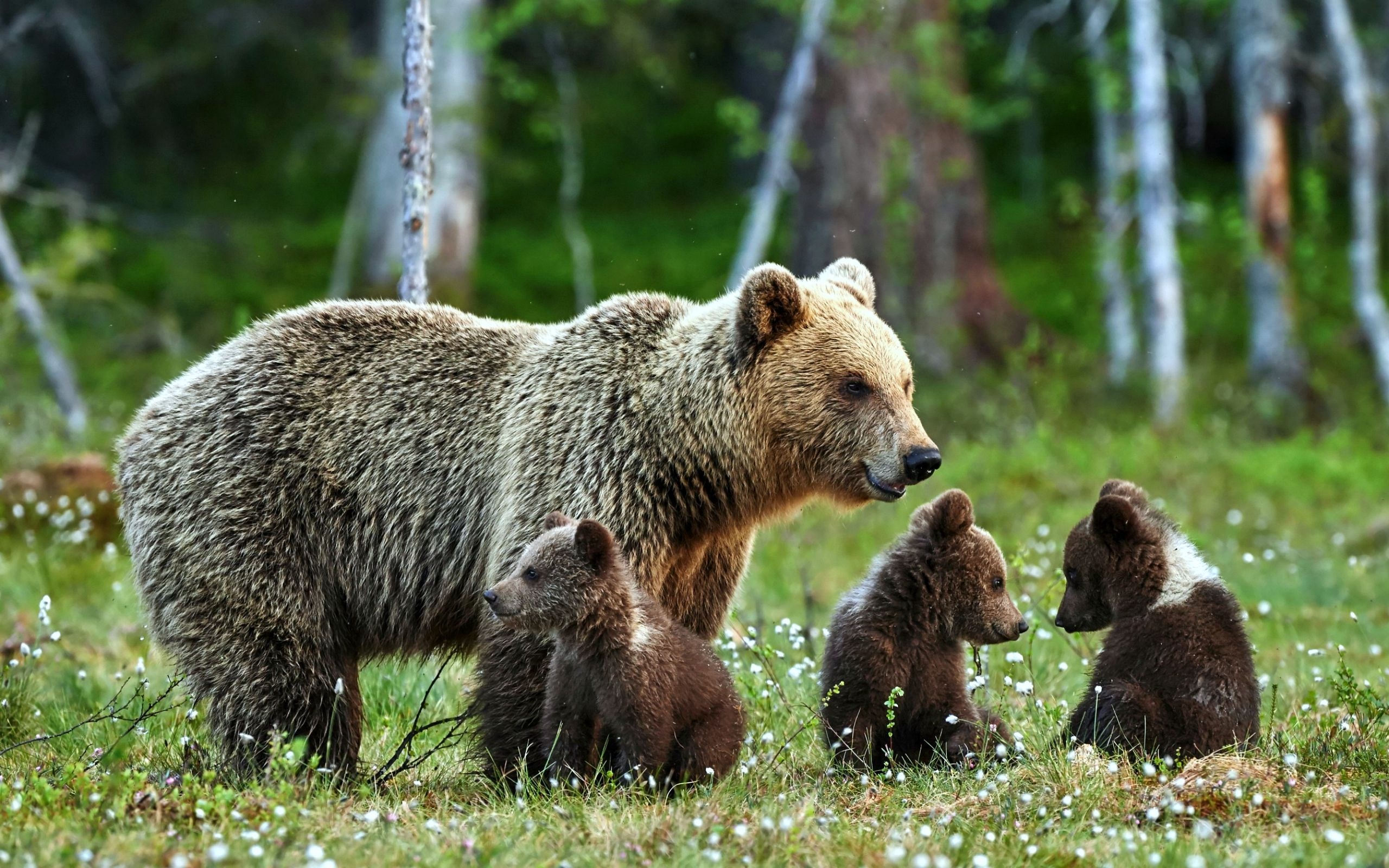 Mother Bear and her Three Cubs | HD Wallpapers