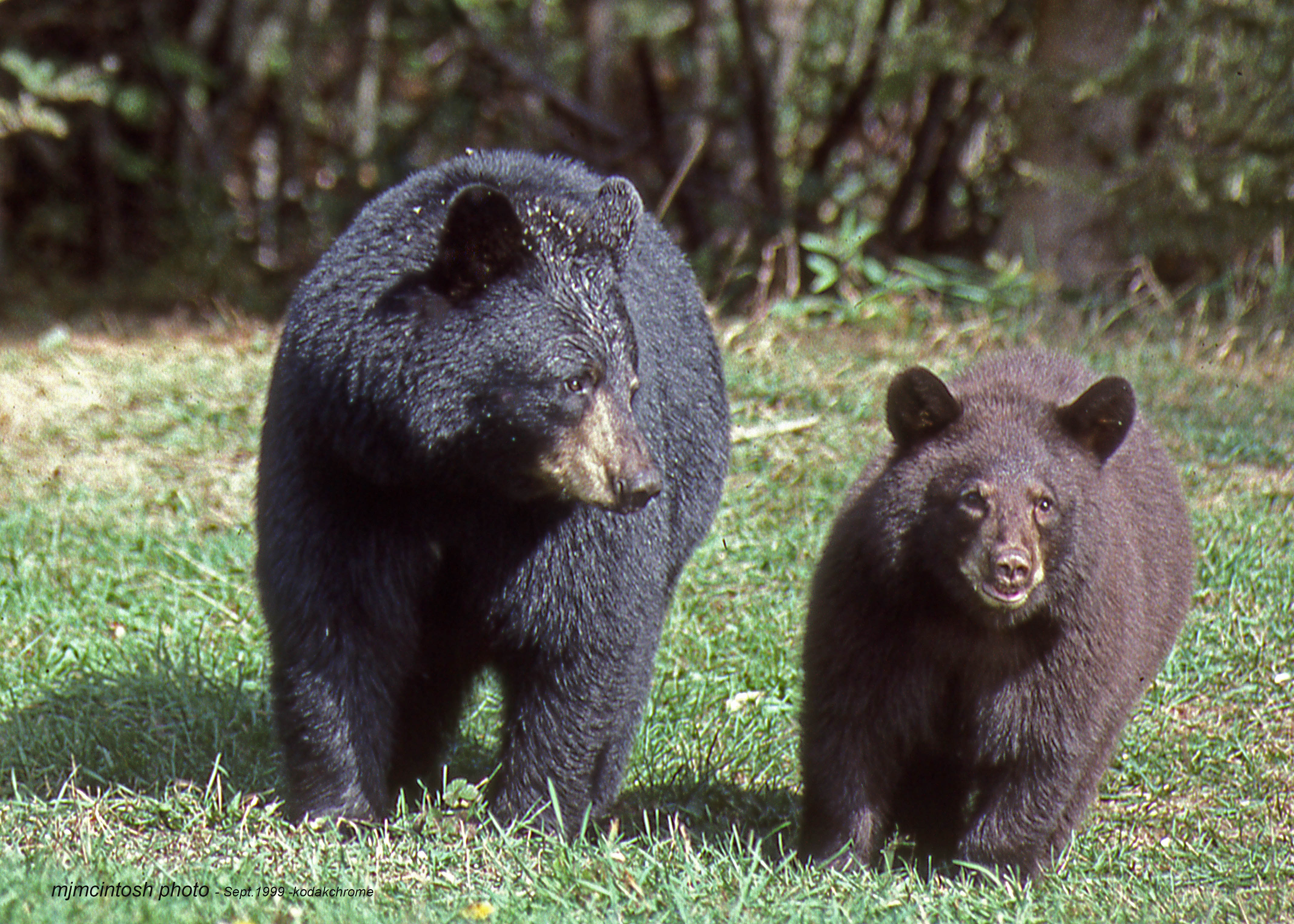 A Mother Bear and Her Cubs | Wise About Bears