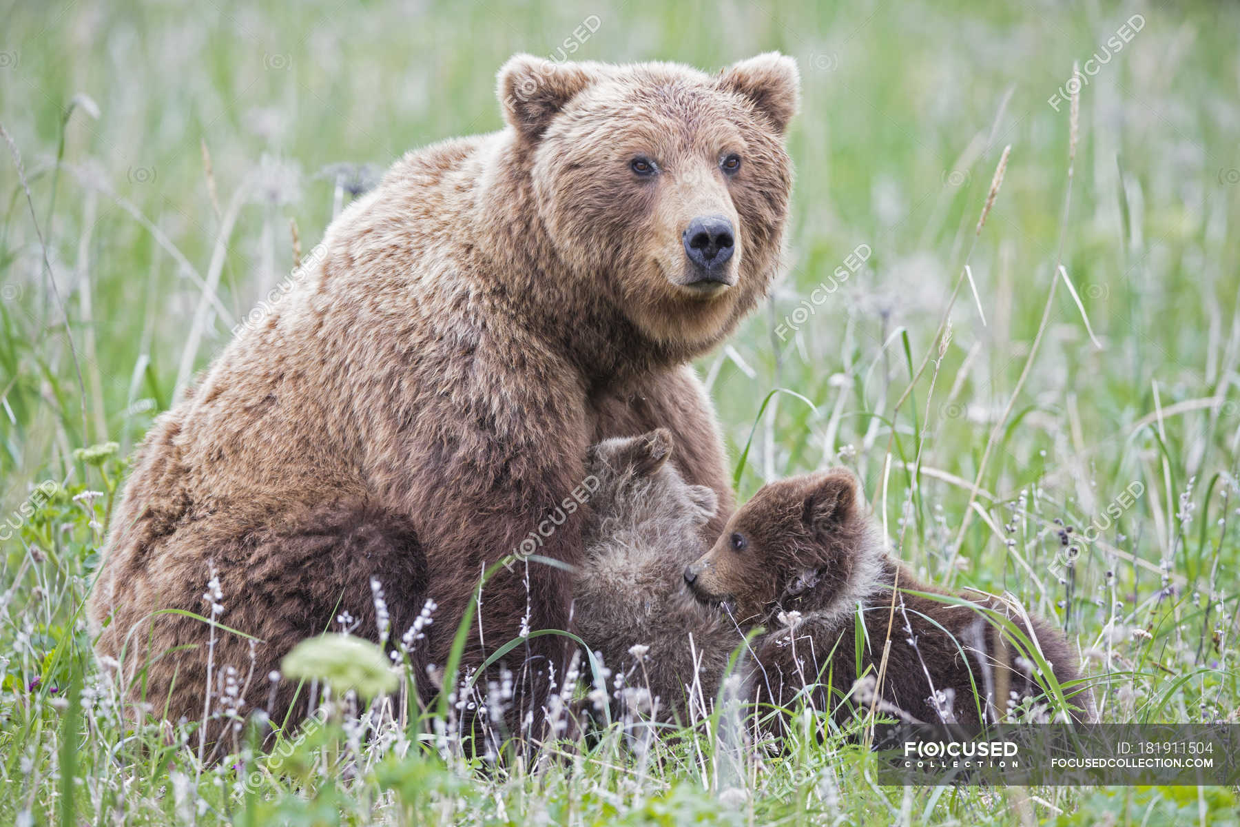 Brown mother bear feeding bear cubs in green grass with flowers at ...