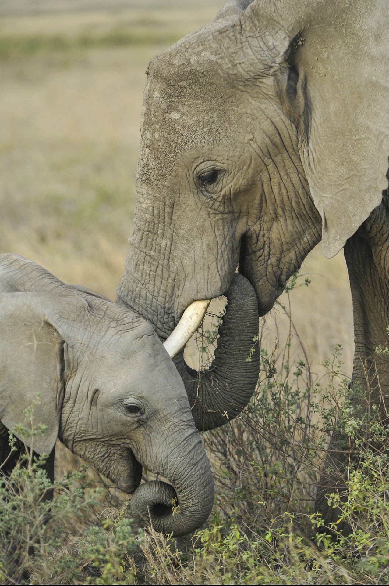 Mother elephant with cub photo