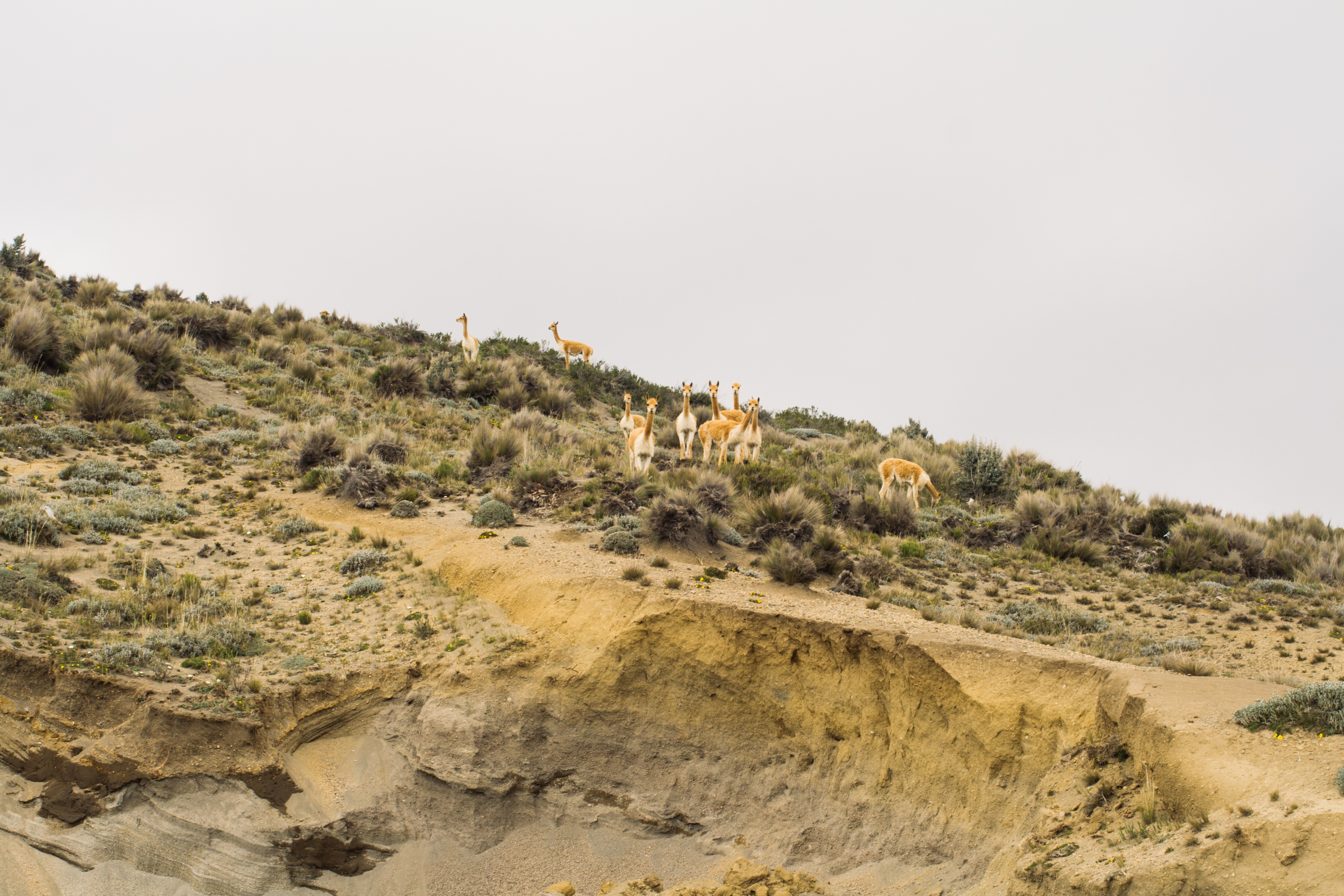 Mountain, Animal, Buck, Cliff, Deer, HQ Photo