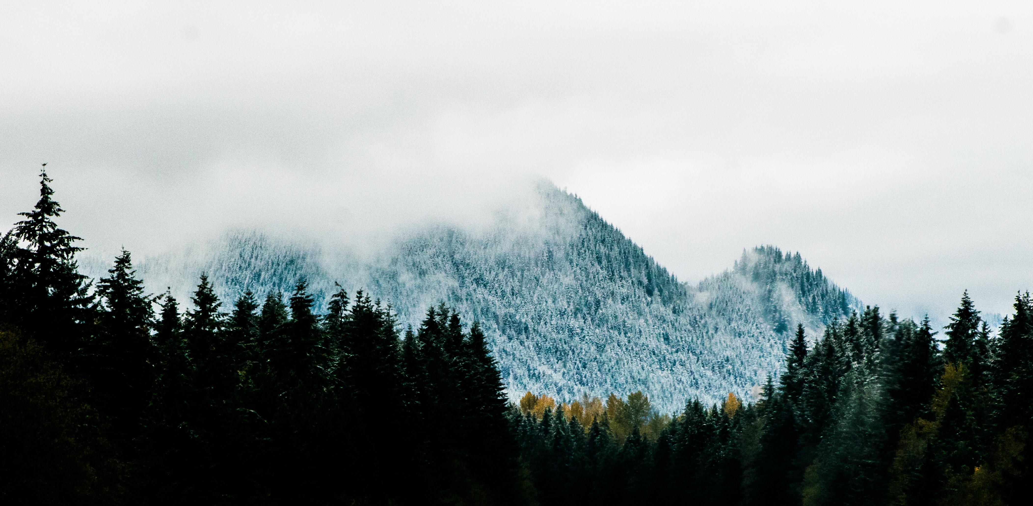 Mountain alps near pine trees photo