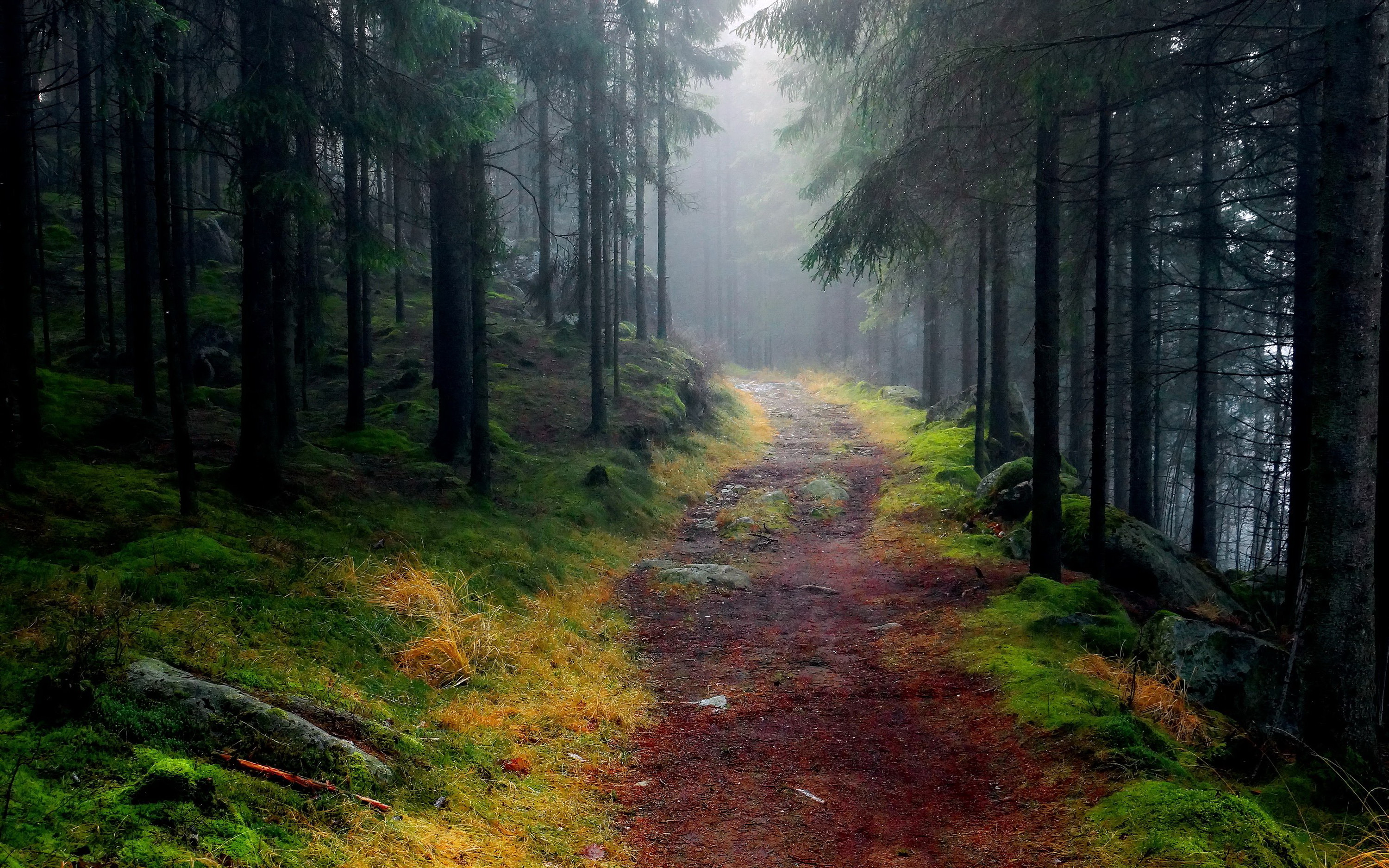 Path through foggy mountain forest / 3000 x 1875 / Forest ...