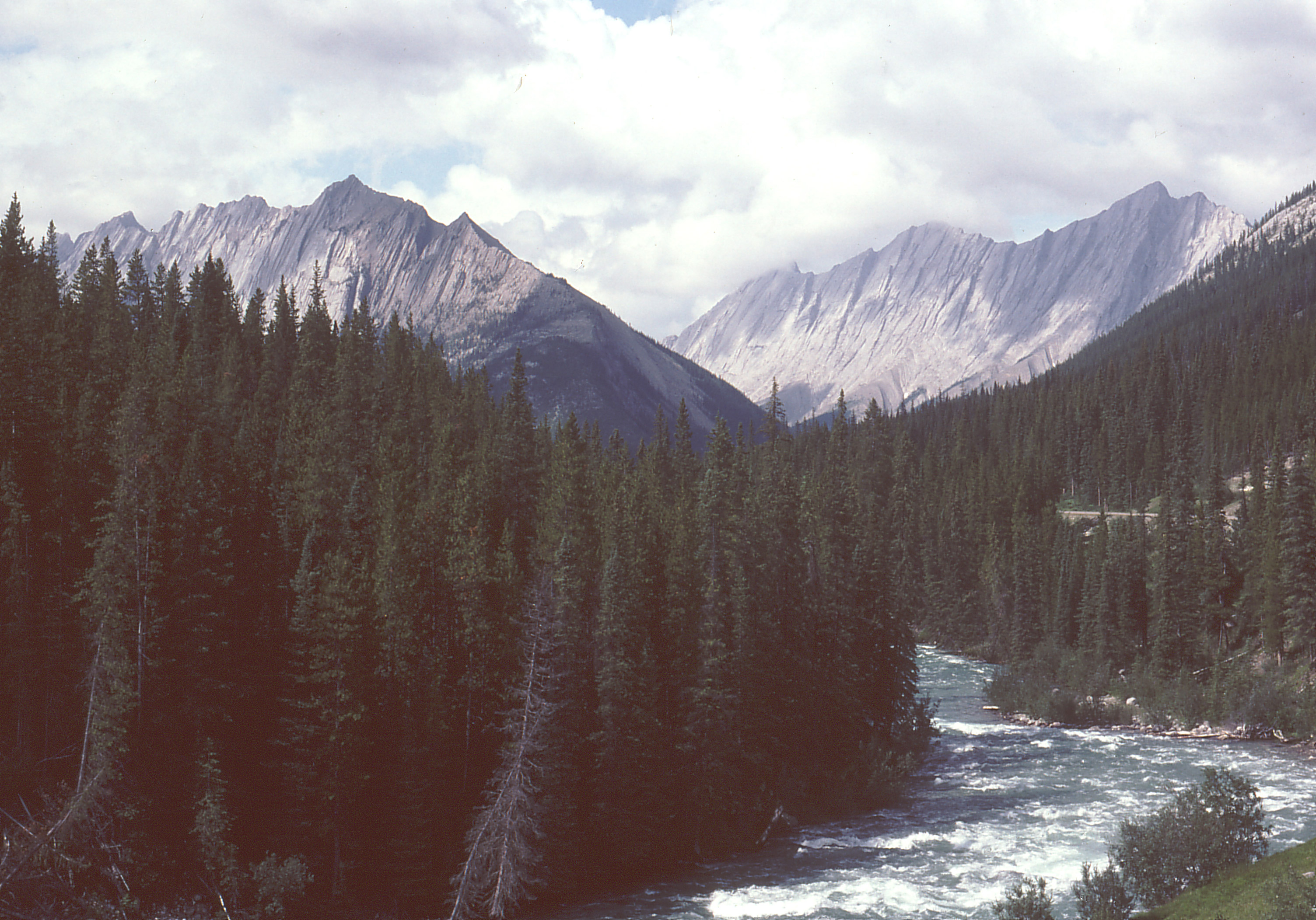 Alberta Mountain forests
