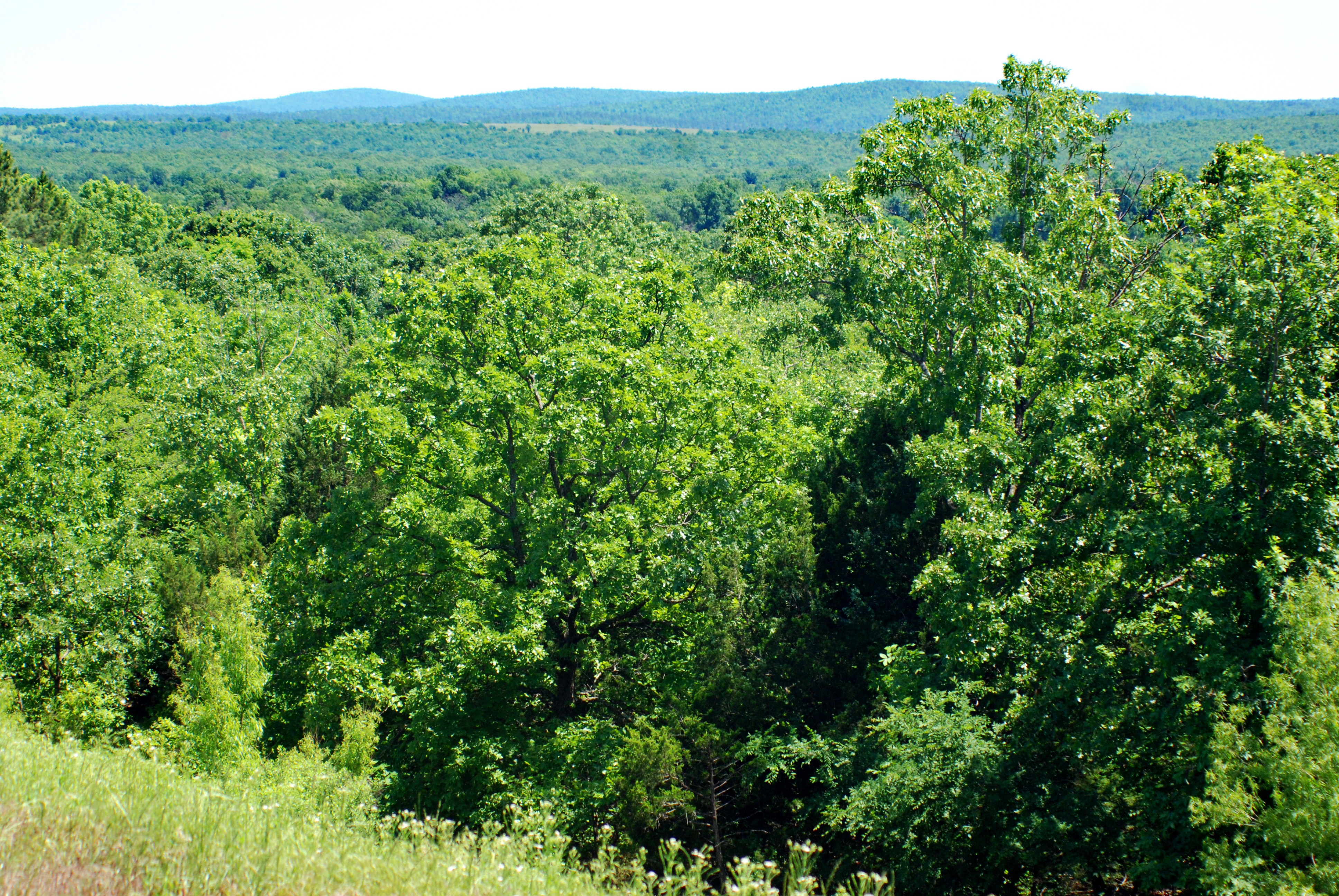Ozark Mountain forests