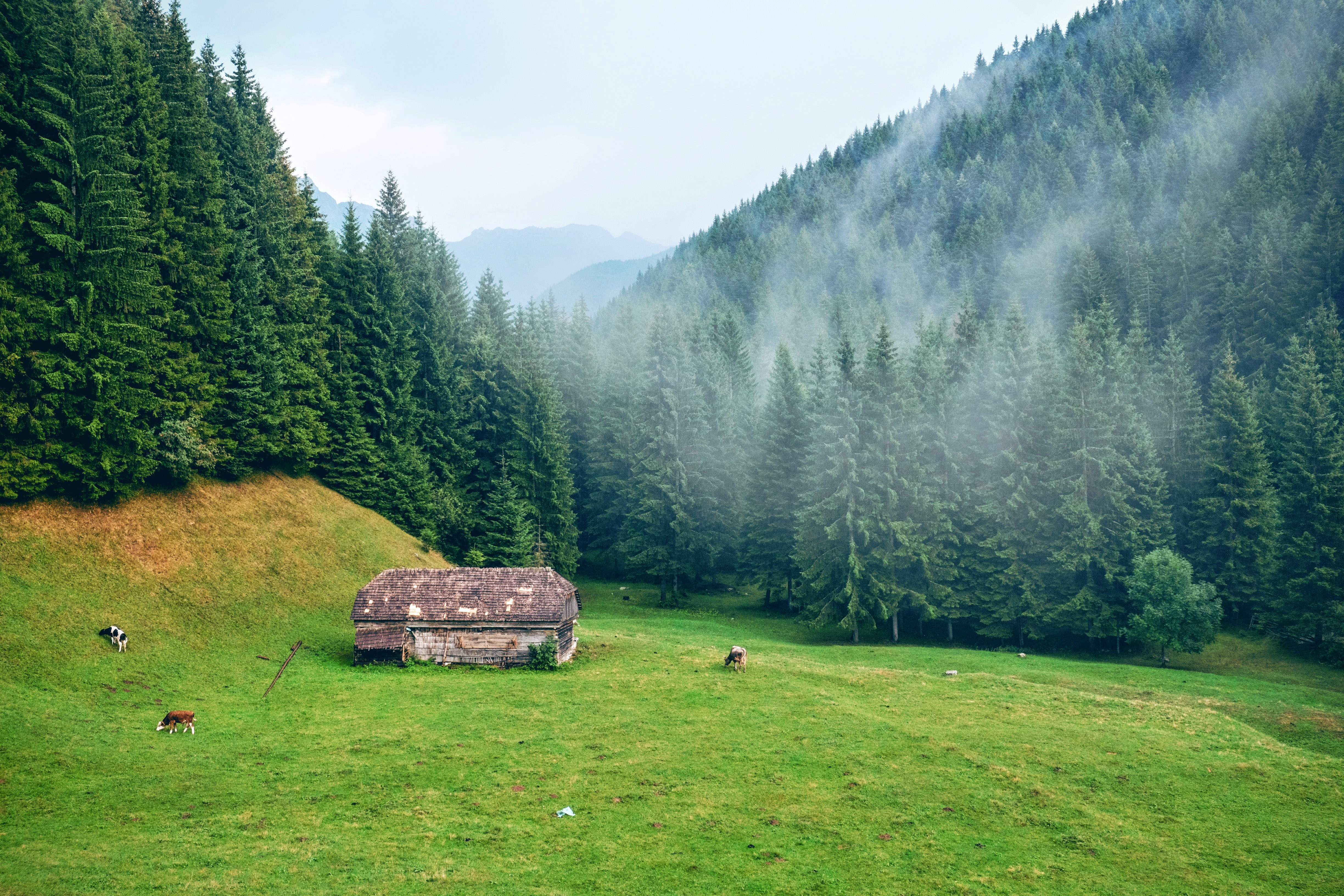 Mountain and Forest landscape in Romania image - Free stock photo ...