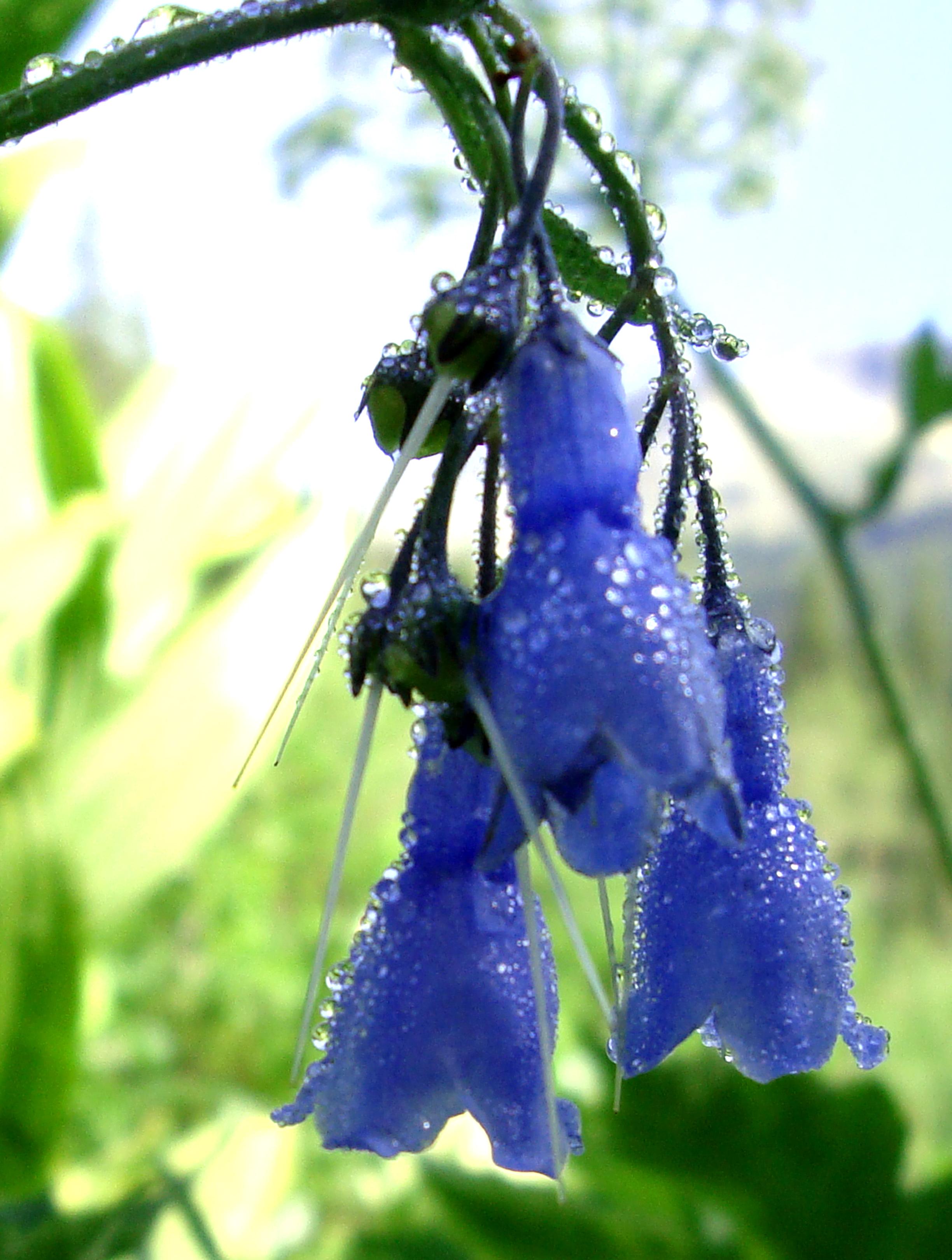 Mountain blue bell photo