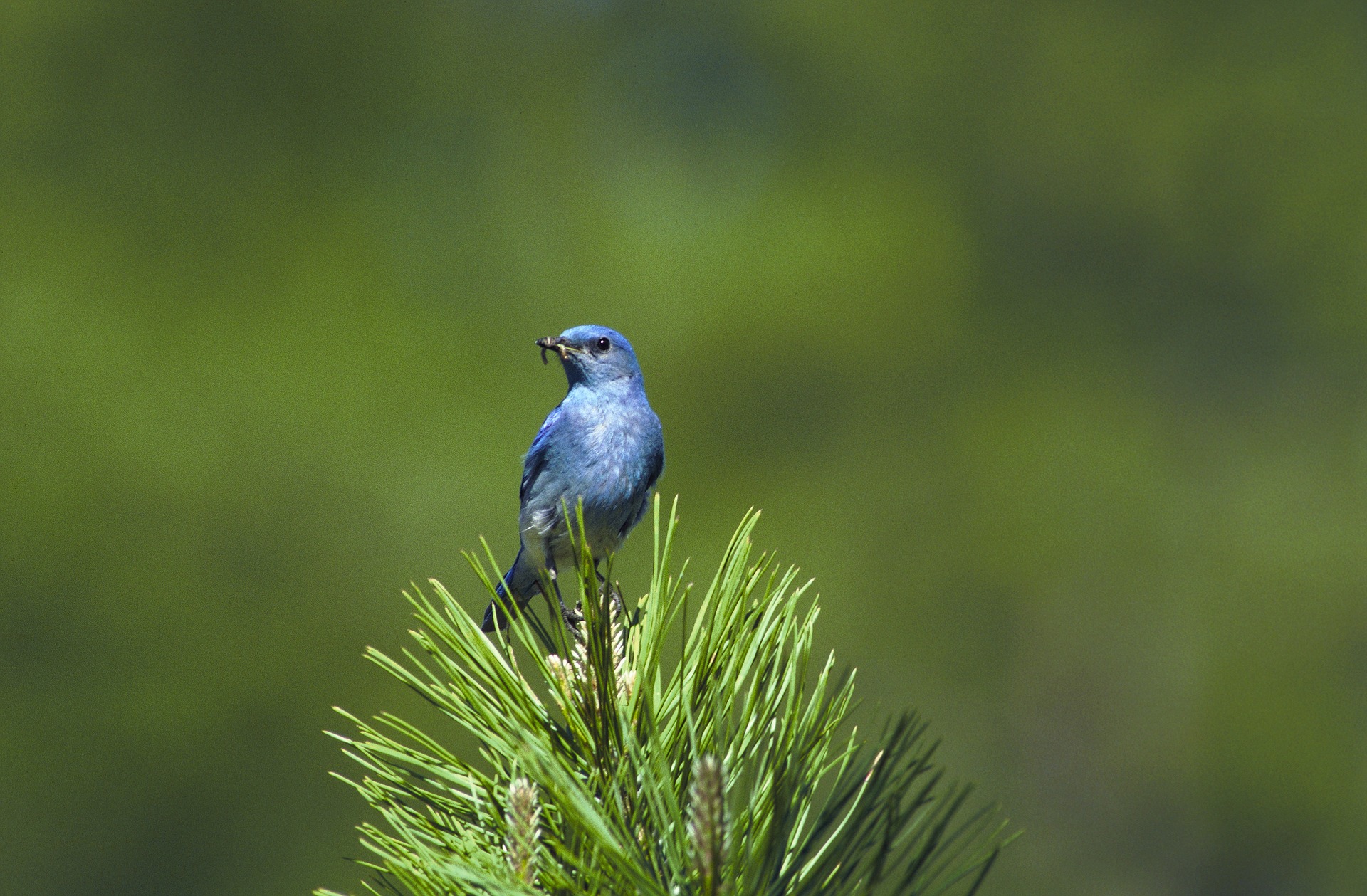 Mountain bluebird photo