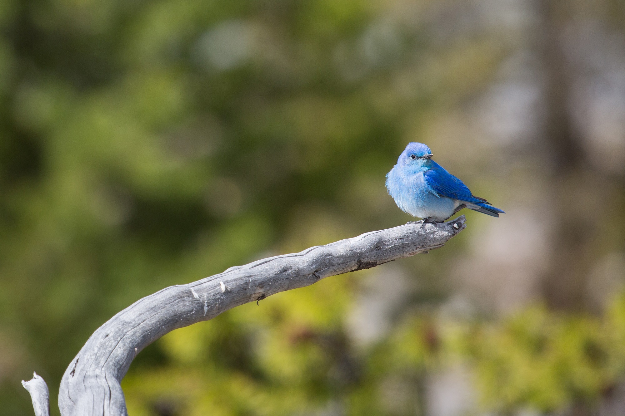 Mountain bluebird photo
