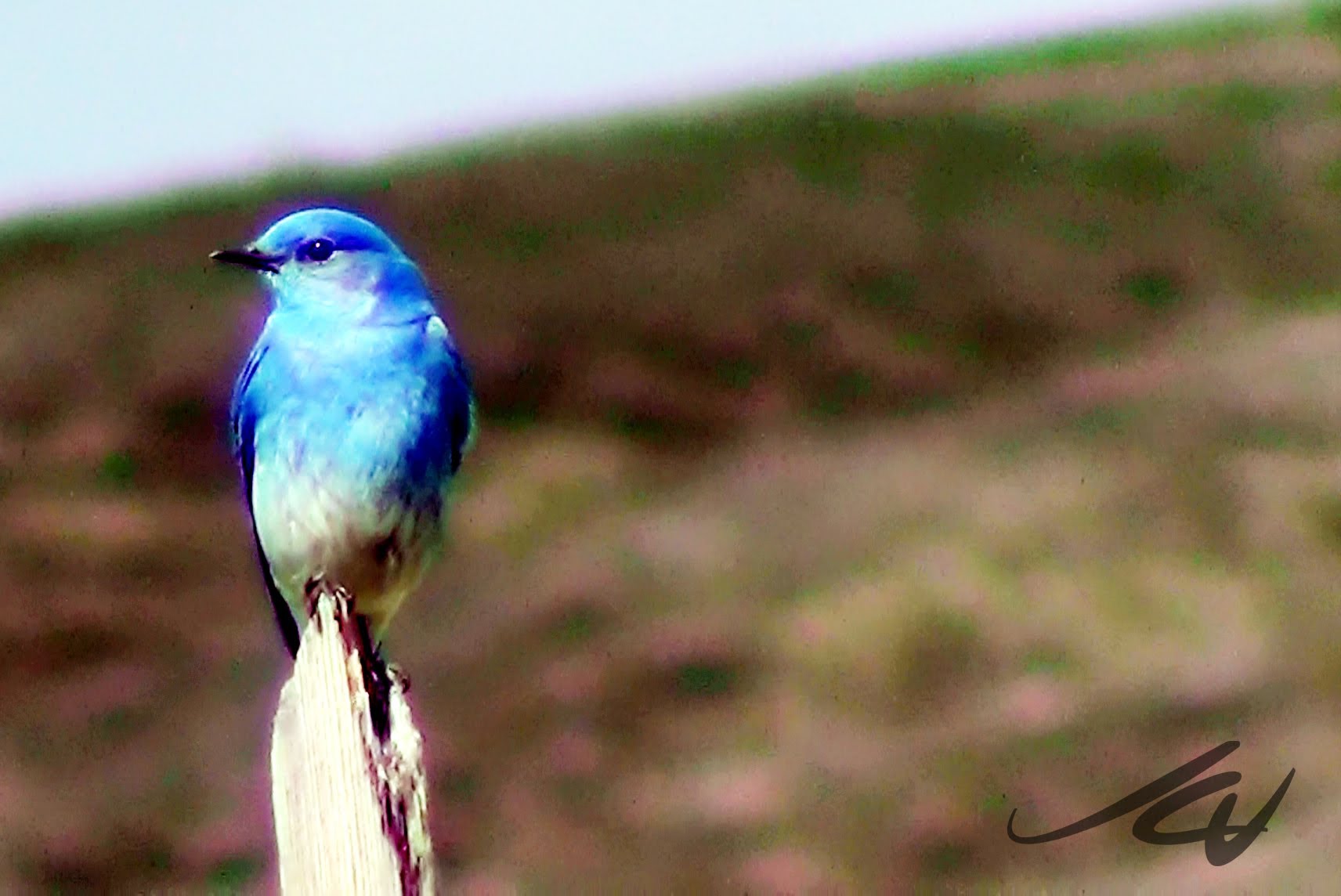 The Mountain Bluebird Sialia currucoides YouTube - YouTube