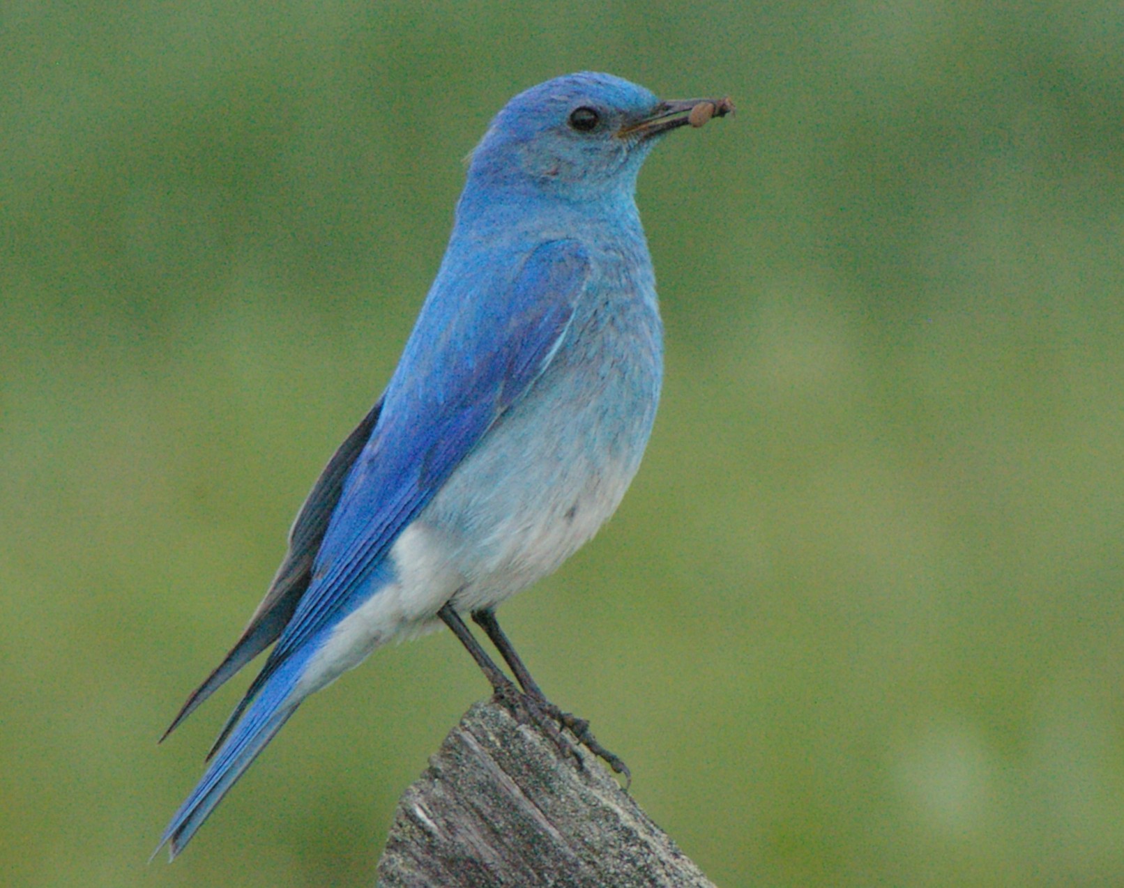 Mountain Bluebird Gathering In Full Swing | East Idaho News