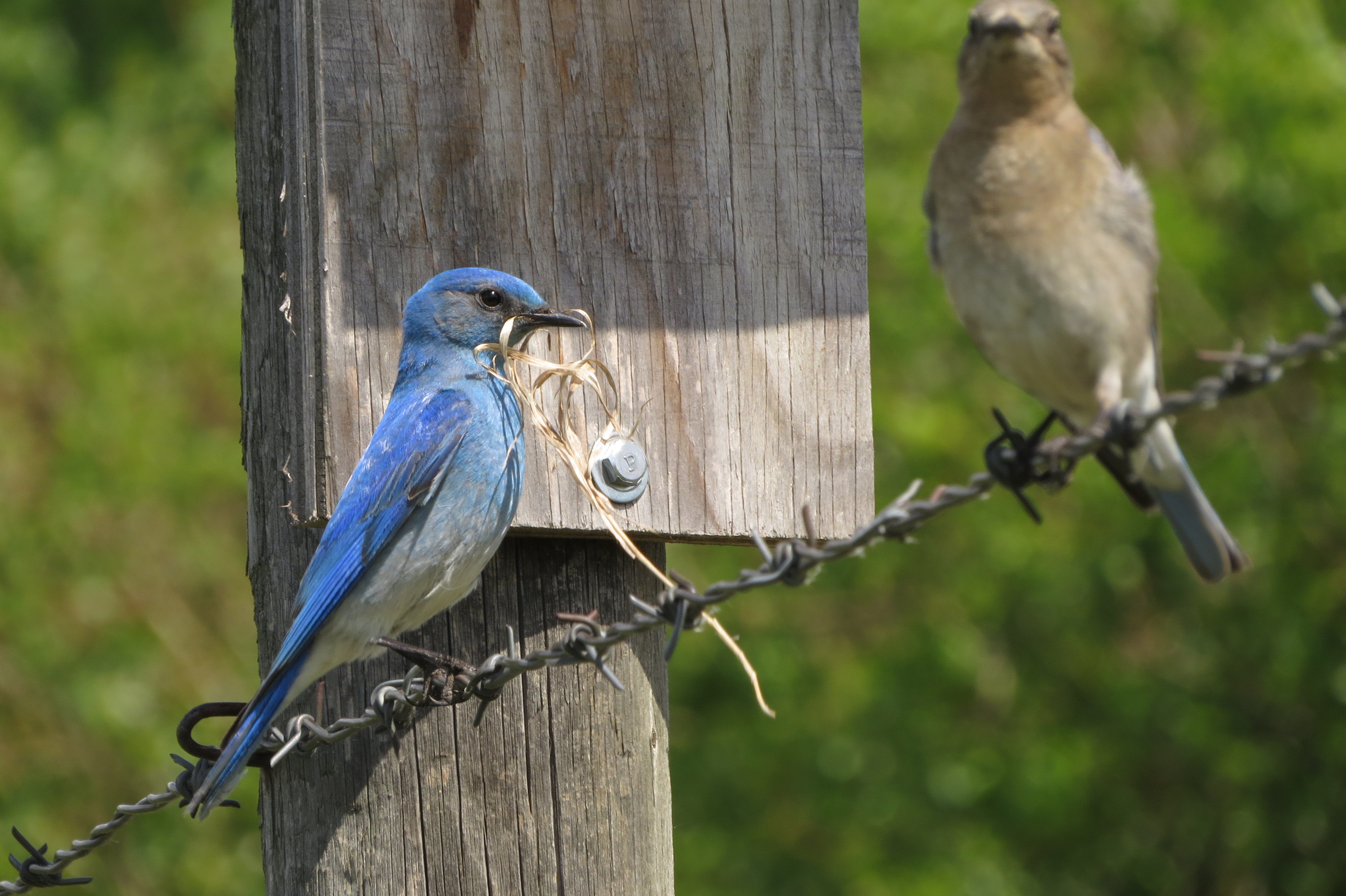 Mountain Bluebirds — Nesting Time! – Prairie Birder