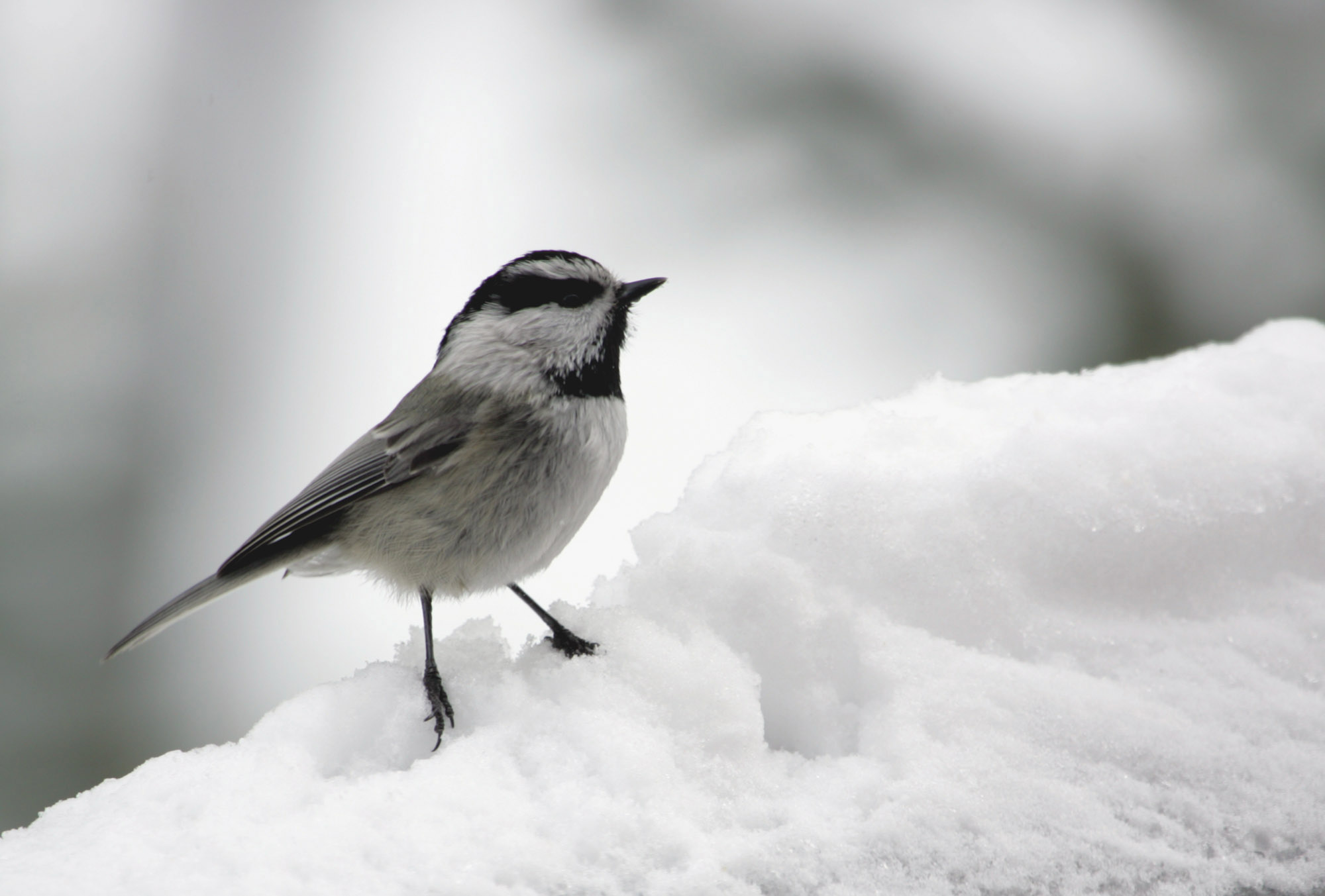 High-Altitude Mountain Chickadees Are Better Problem-Solvers Than ...
