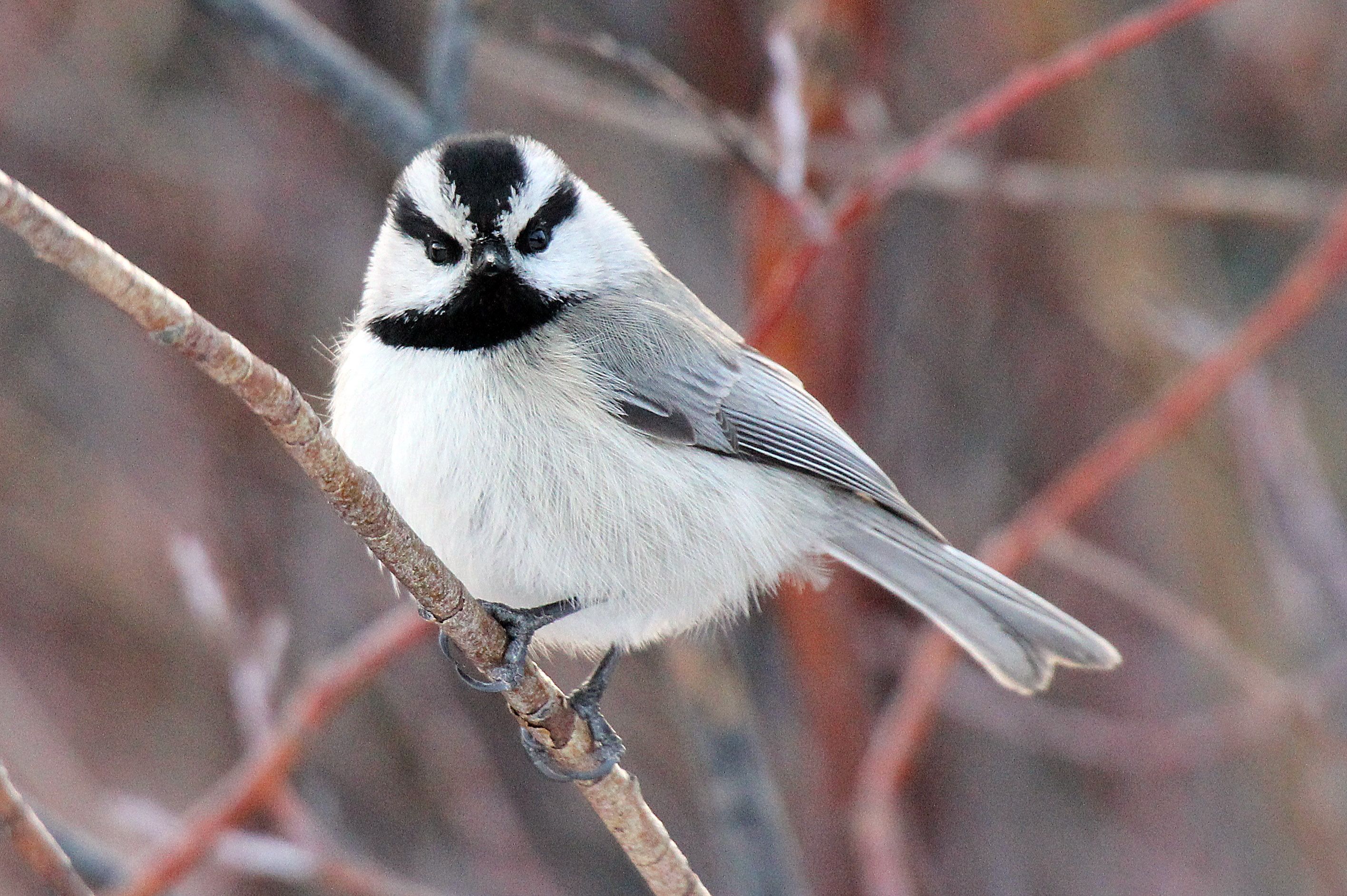 A dominant species in many arenas: the 12 gram Black-capped ...