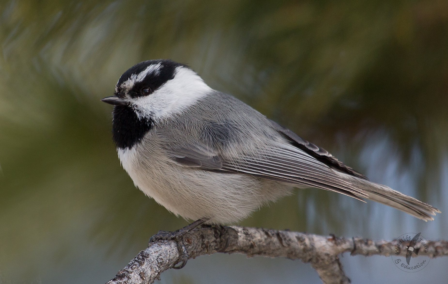 Mountain Chickadee | Letter From Norfolk