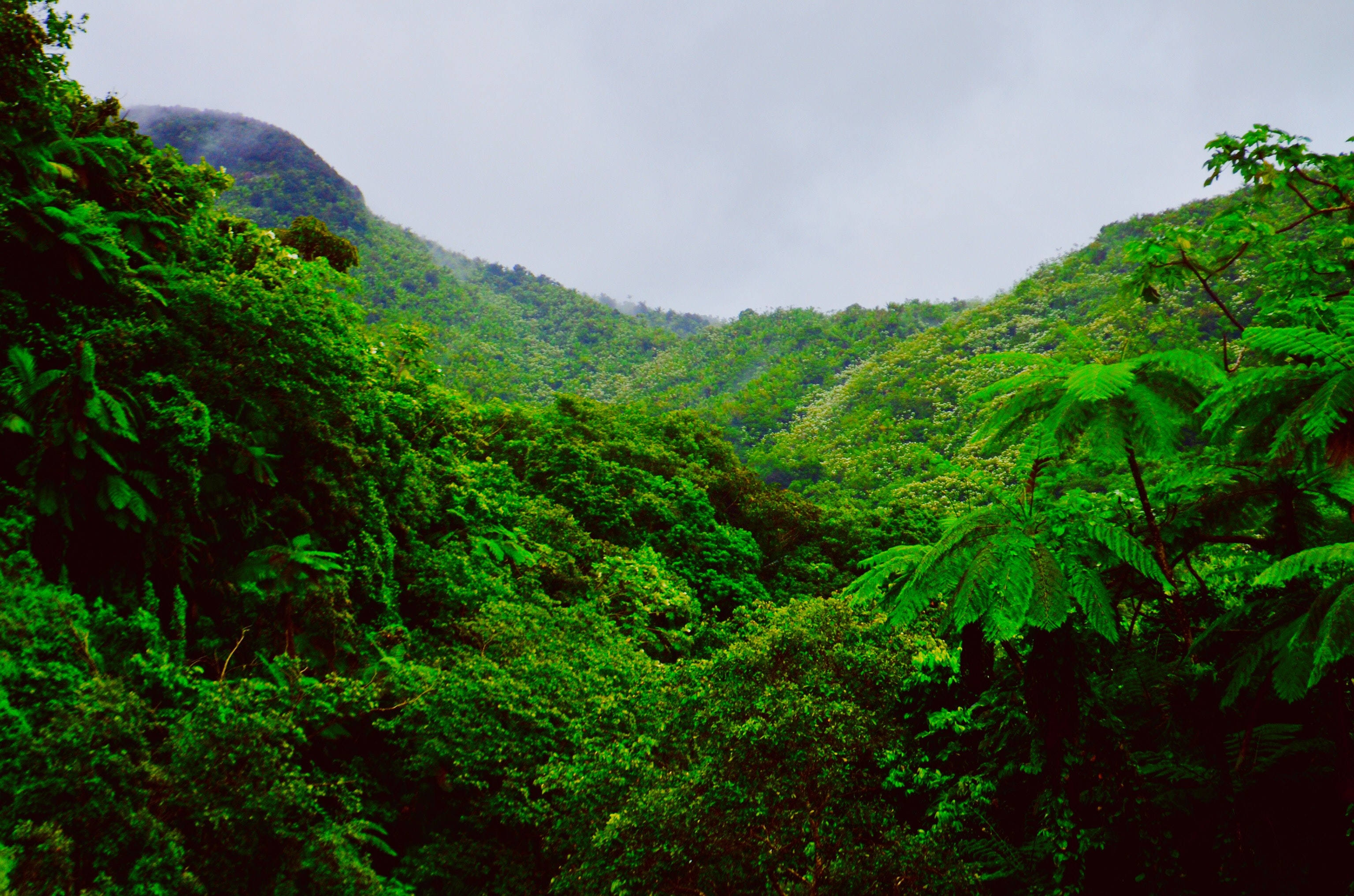 Mountain covered with green trees photo