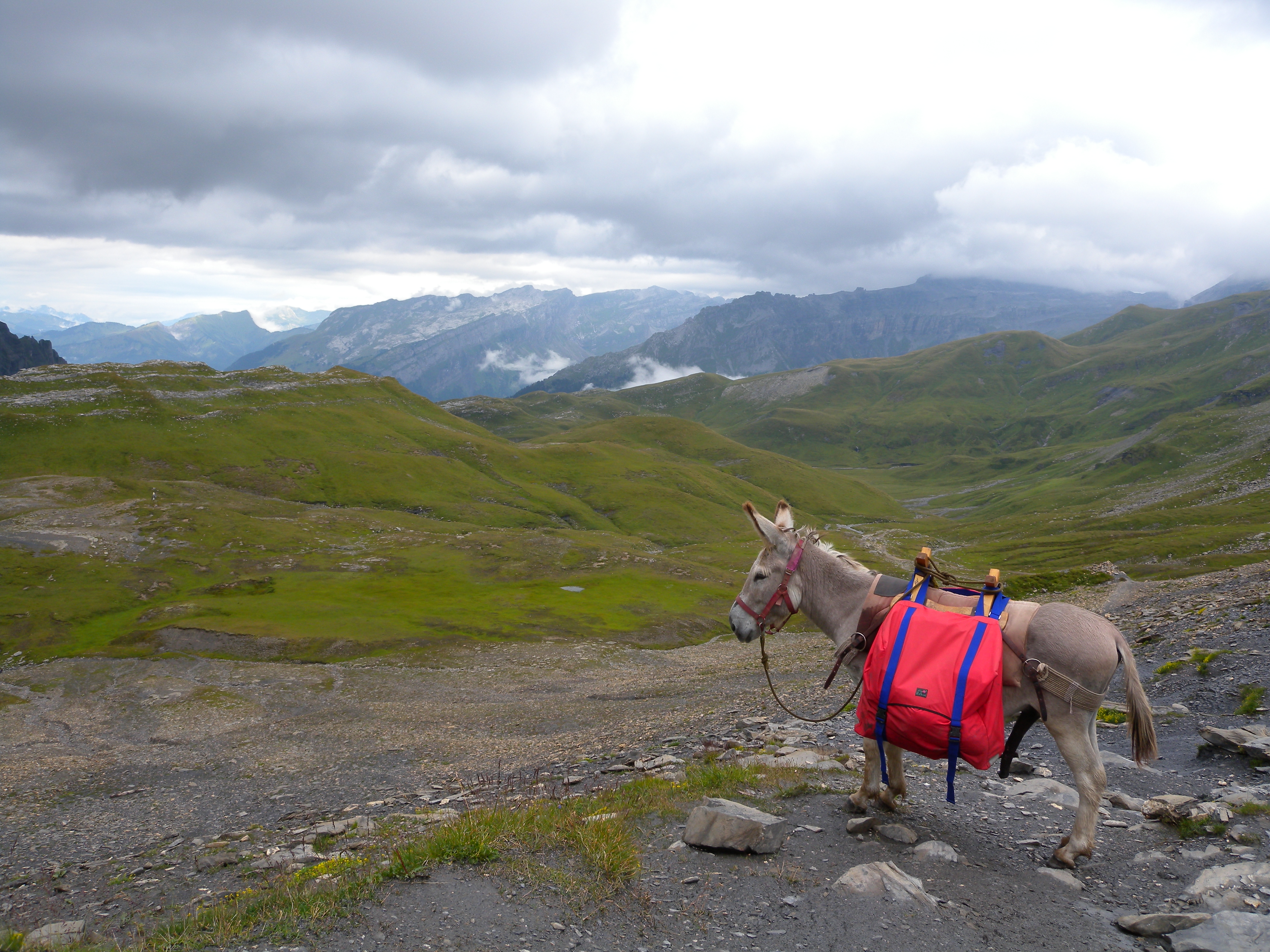 File:Mountain hiking with a donkey1.jpg - Wikimedia Commons