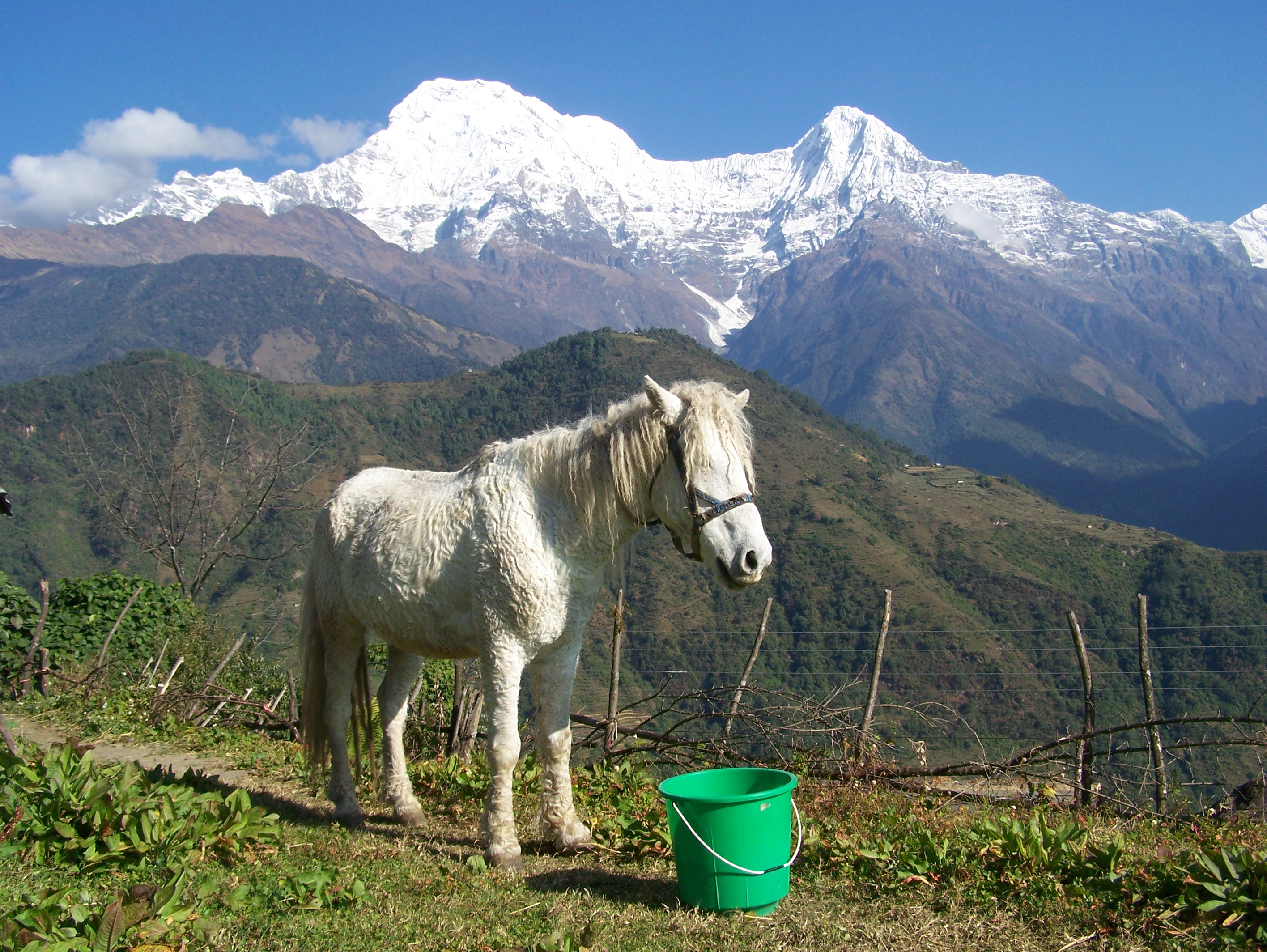 File:Nepal-mountains-and-donkey.JPG - Wikimedia Commons