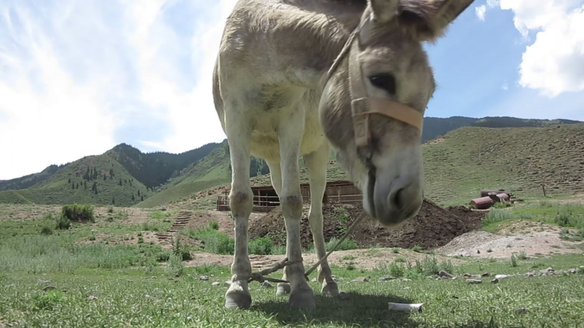 donkey grazing on a mountain meadow Stock Video Footage - VideoBlocks