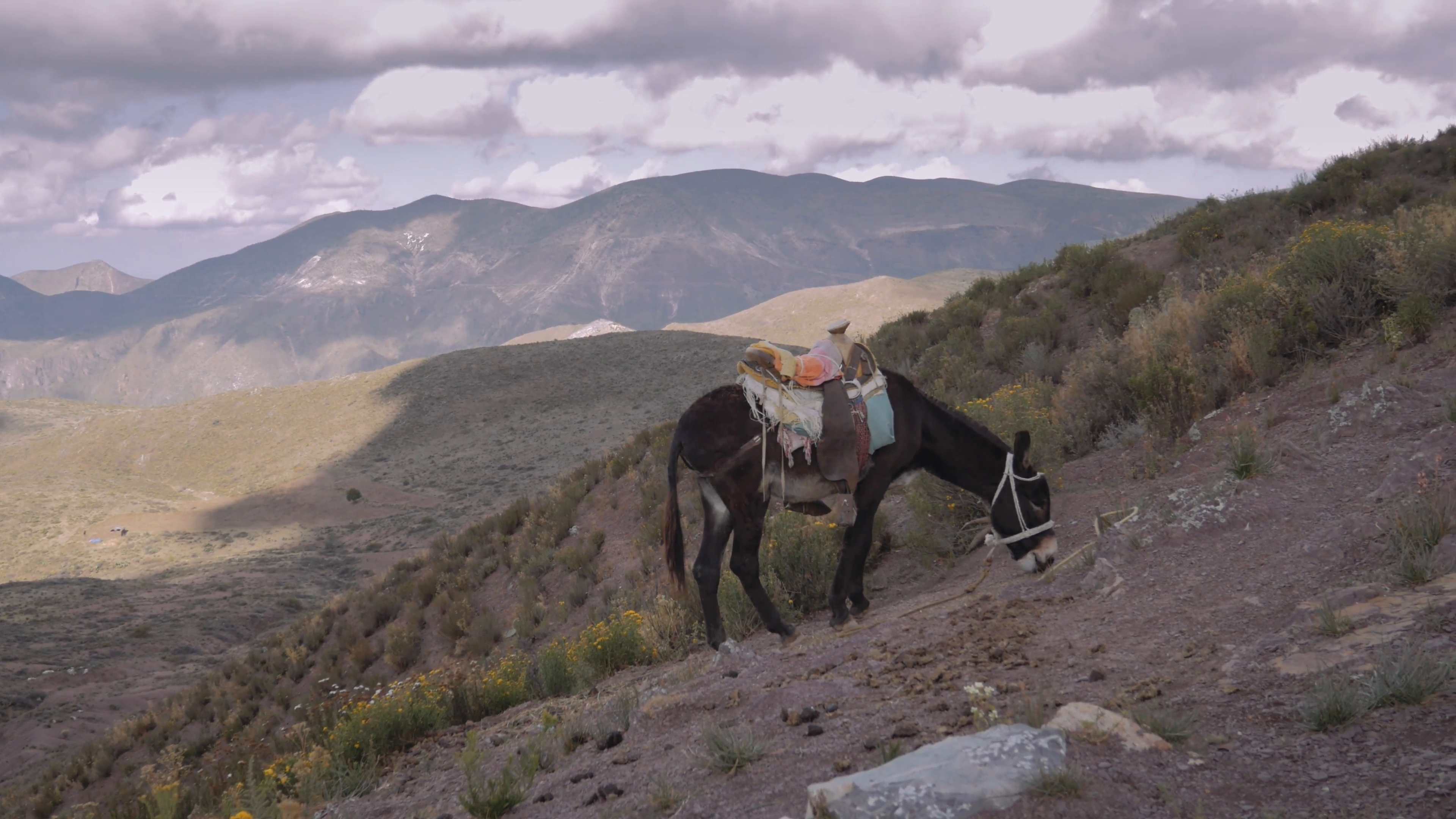 Donkey grazing in the mountain Stock Video Footage - VideoBlocks