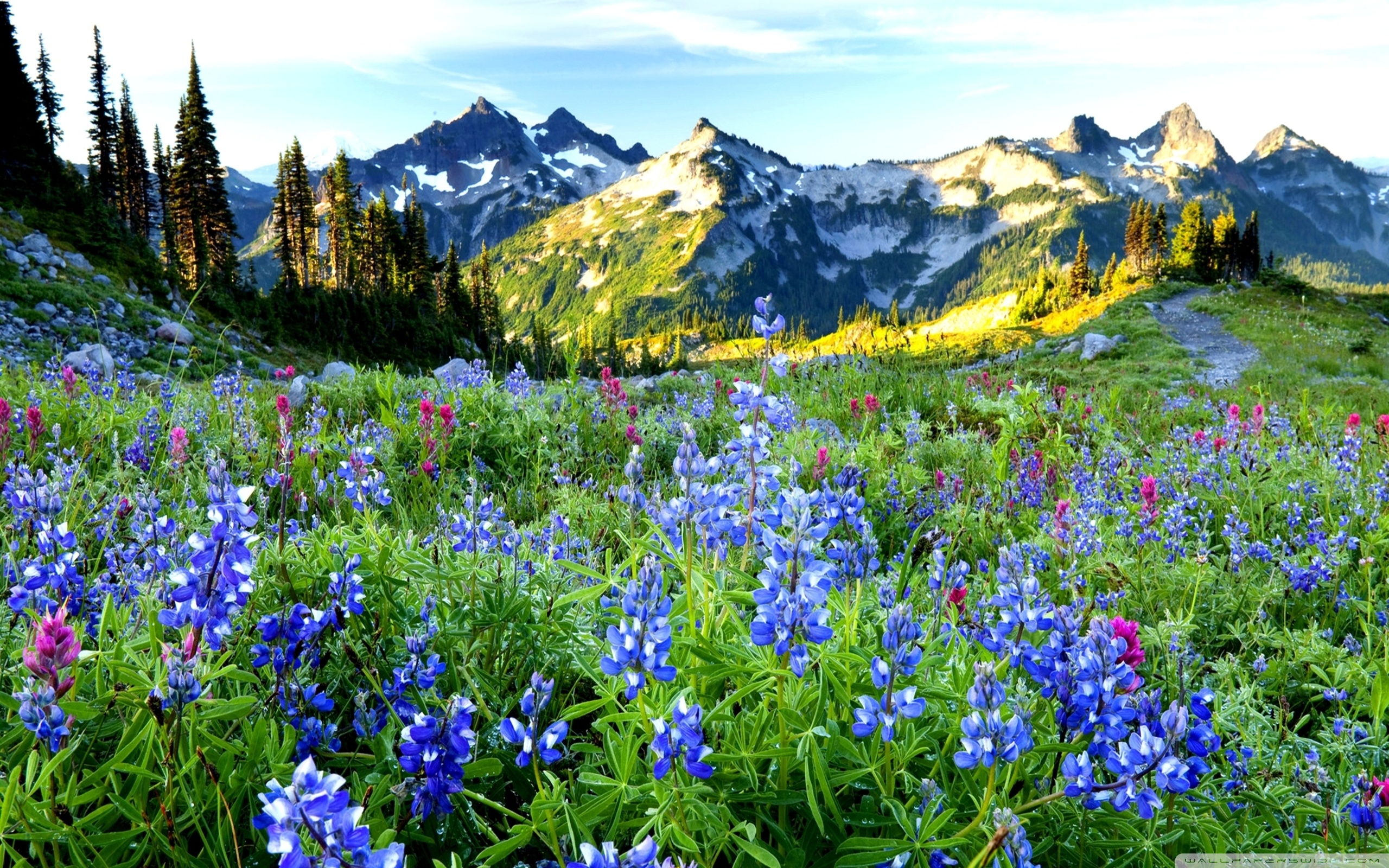 Mountains Flowers ❤ 4K HD Desktop Wallpaper for 4K Ultra HD TV ...