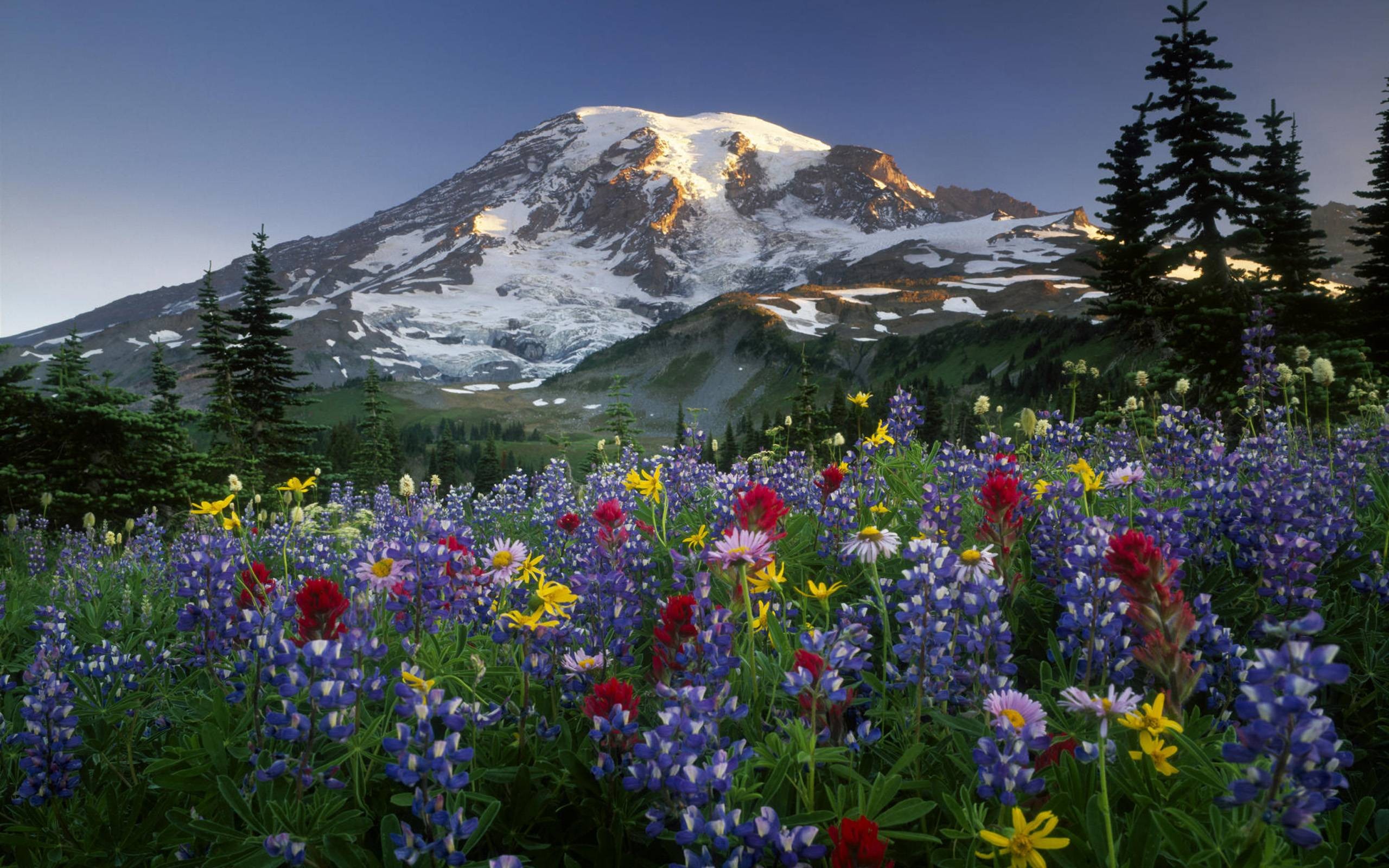 Flowers: Mountain Cool Fun Nature Flowers Mountains Flower ...