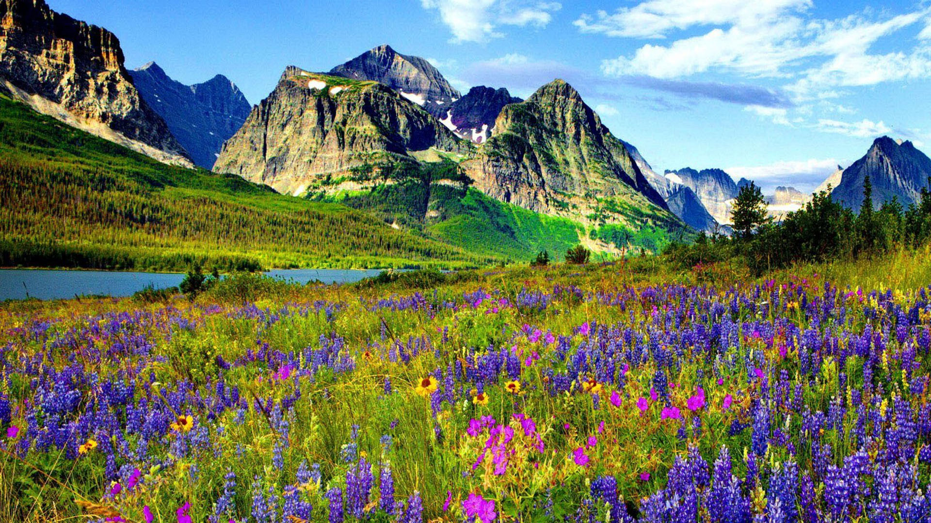 Mountain Flower In Colorado Blue And Purple Flowers Of Lupine River ...