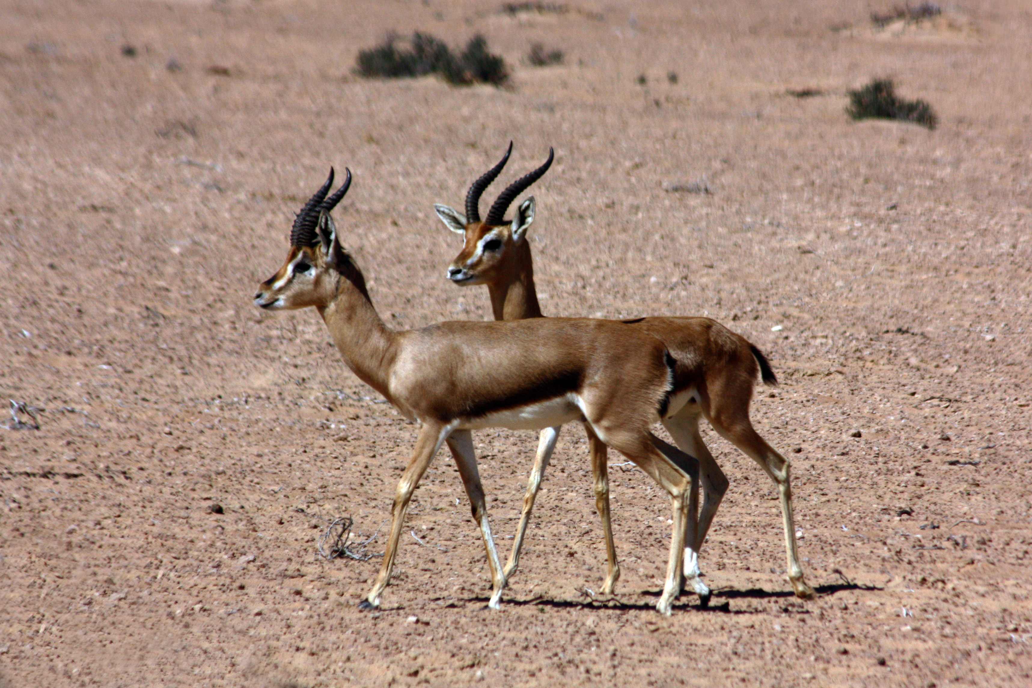 File:Mountain gazelle (gazella gazella).jpg - Wikimedia Commons