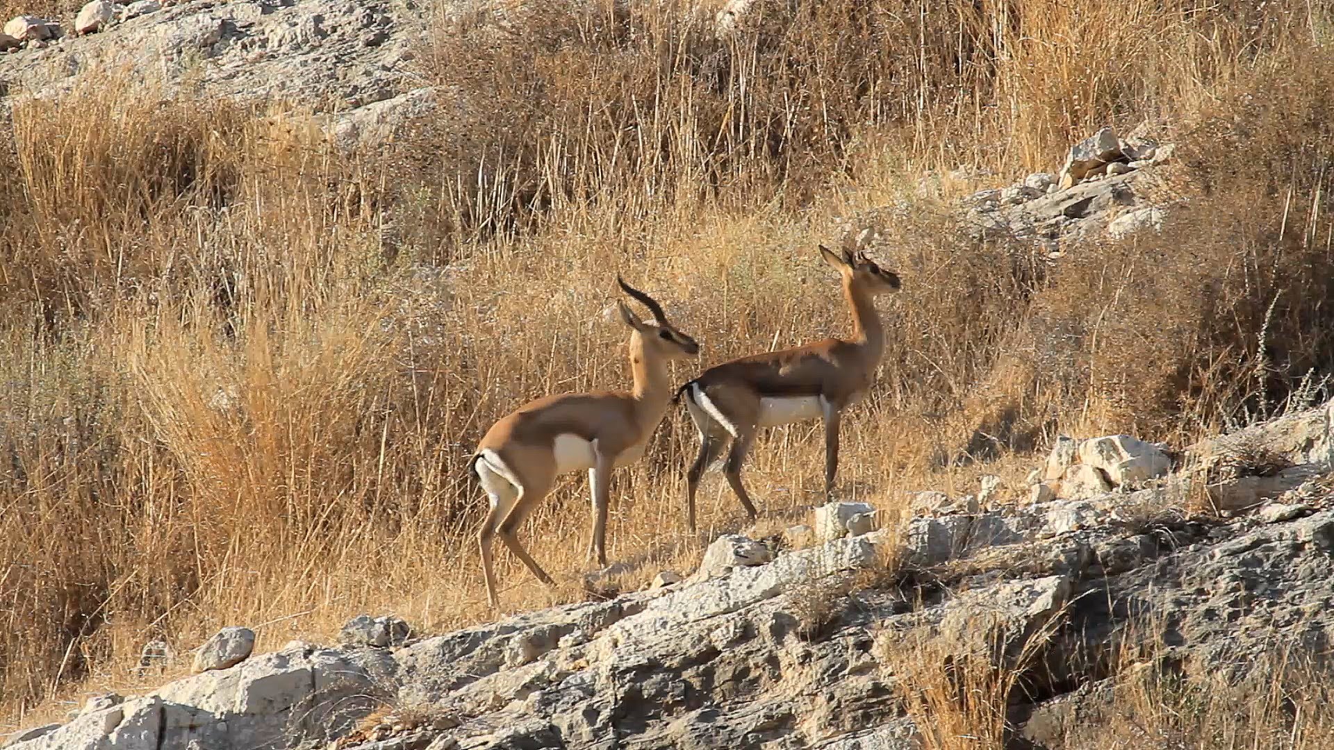 Israeli Mountain Gazelle mating צבי ישראלי מזדווג - YouTube