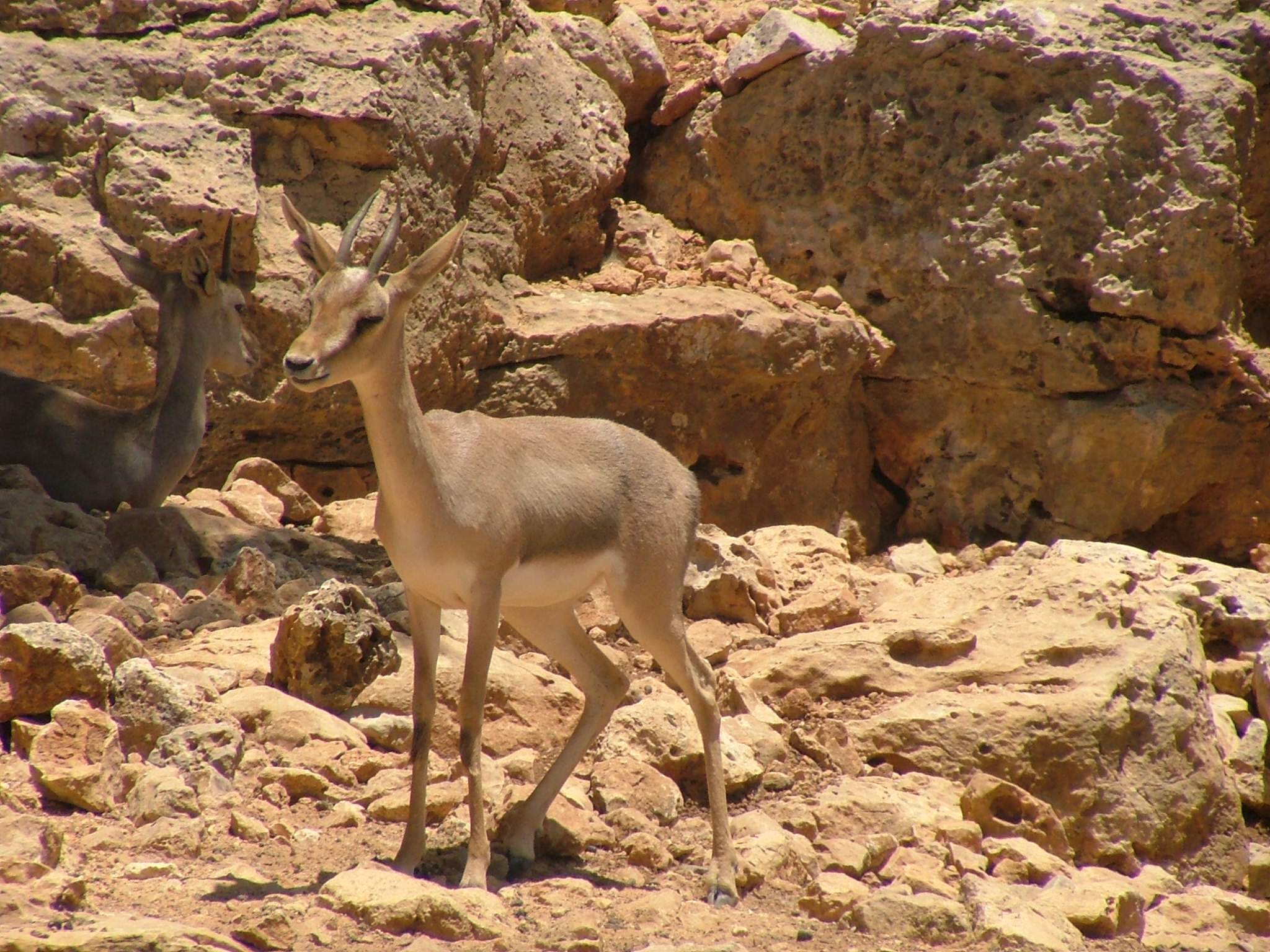 File:Mountain Gazelle.jpg - Wikimedia Commons